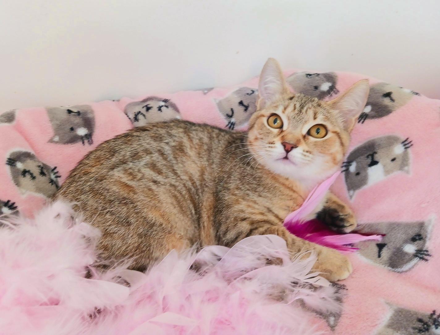 Angel Everlight, an adopted mixed breed in Mesa, AZ image 2/3