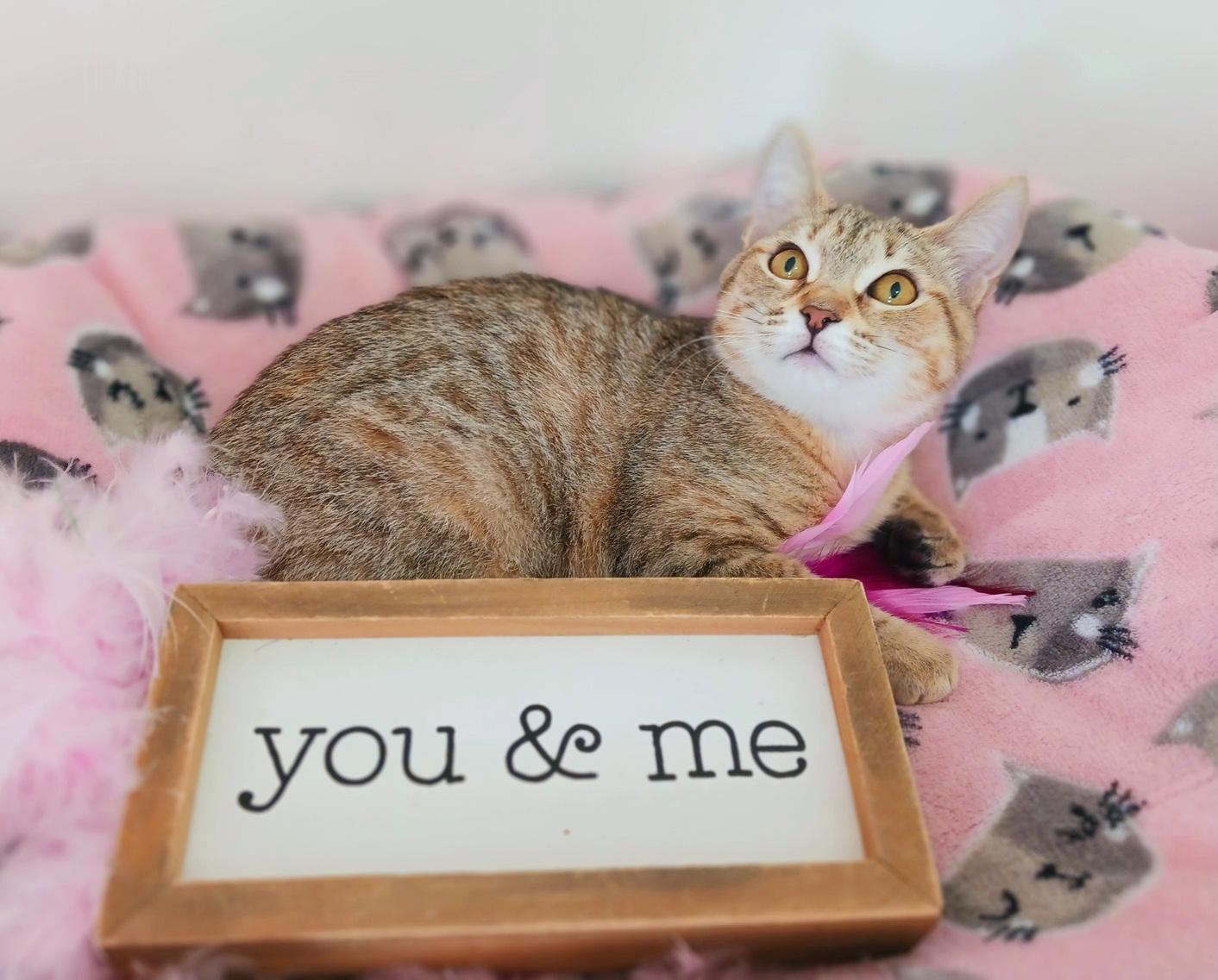 Angel Everlight, an adopted mixed breed in Mesa, AZ image 3/3