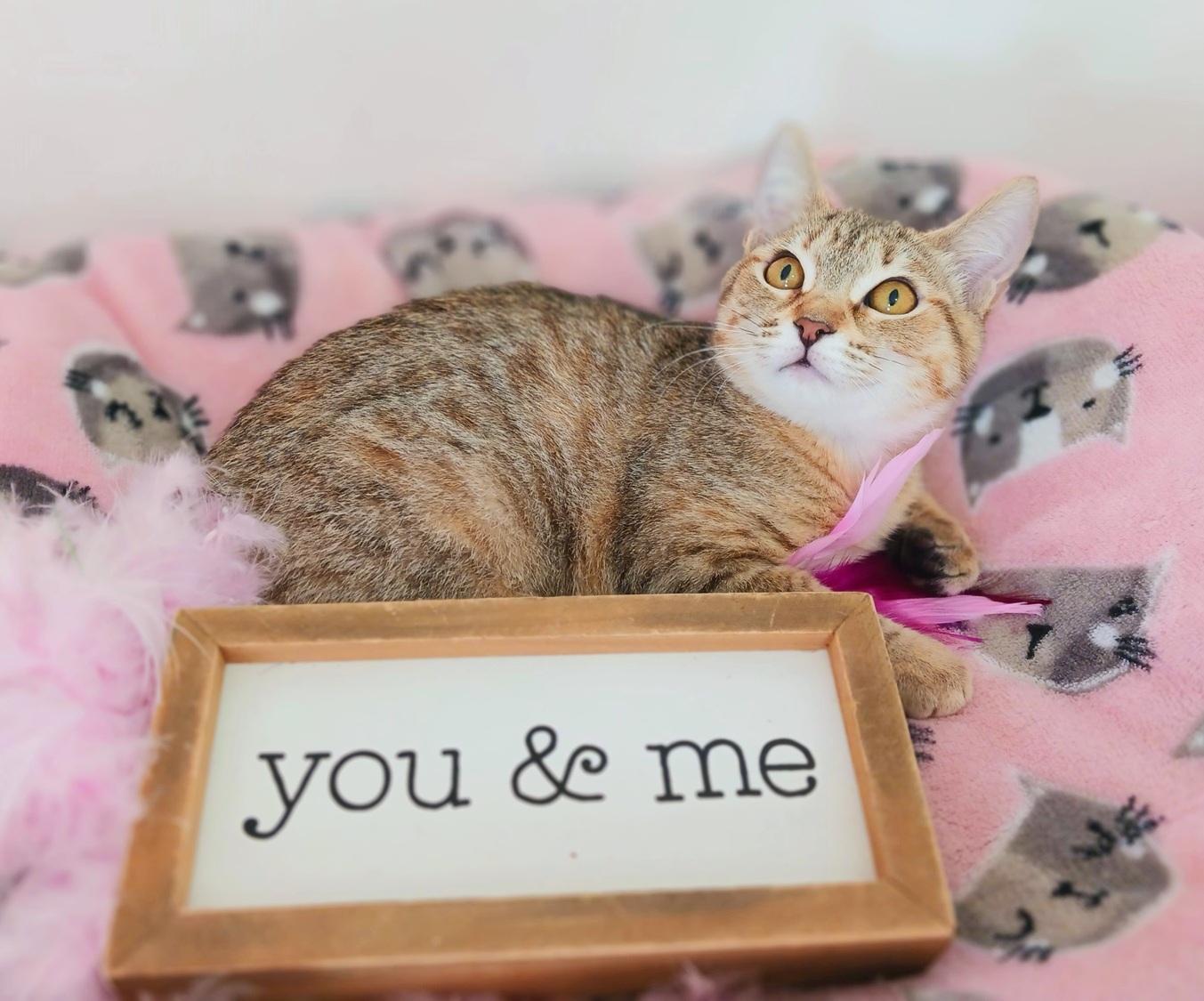 Angel Everlight, an adopted mixed breed in Mesa, AZ image 1/3