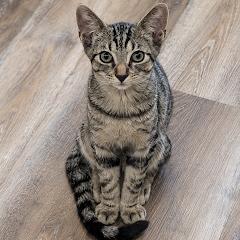 Milo, Adoptable, Kitten Male Domestic Short Hair & Domestic Short Hair.