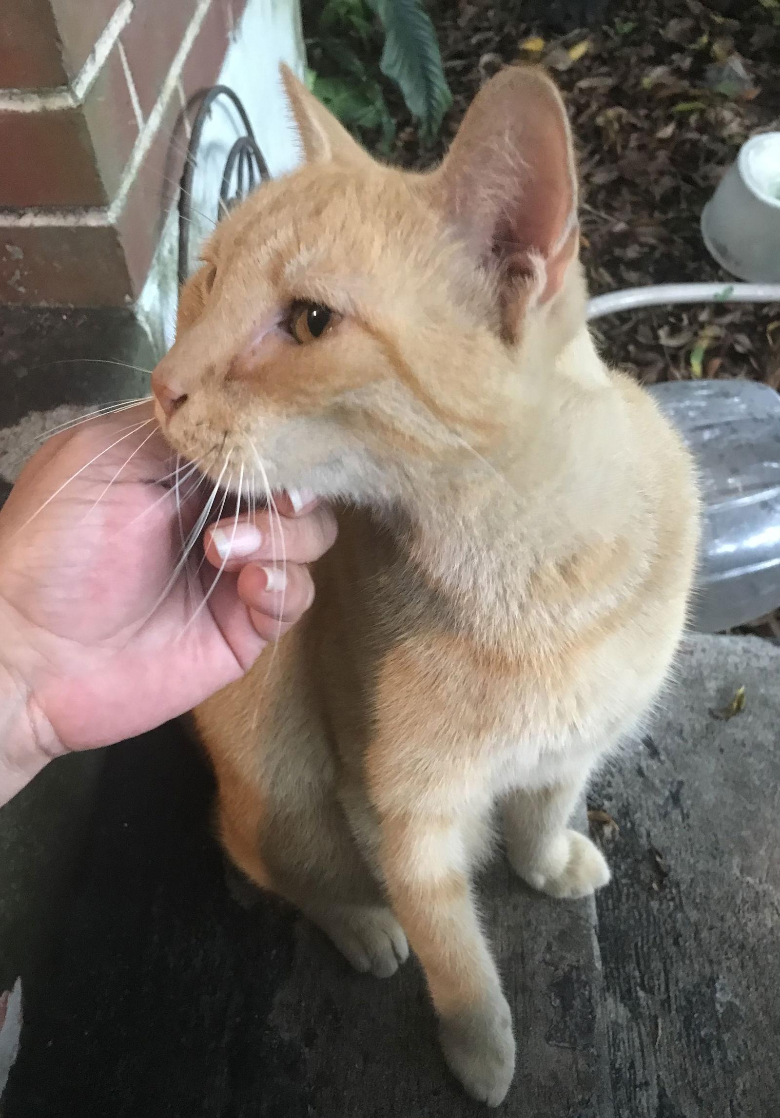 Alfie, Adopted, Adult Male Domestic Short Hair.