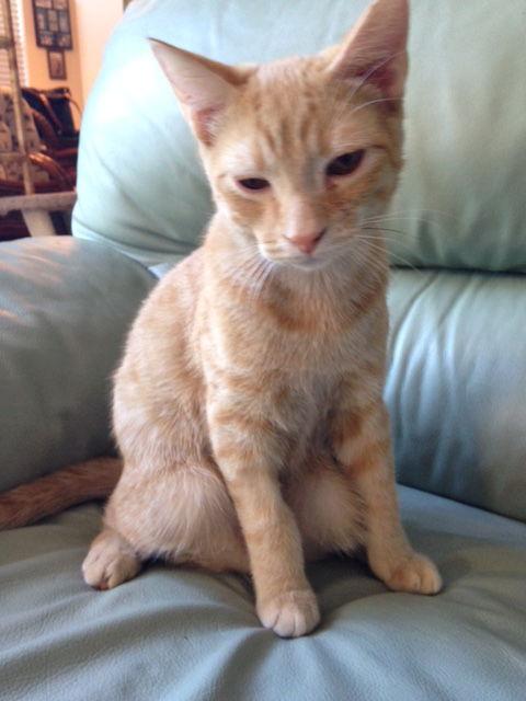 Alfie, a Adopted Domestic Short Hair in West Palm Beach, FL image 3/3