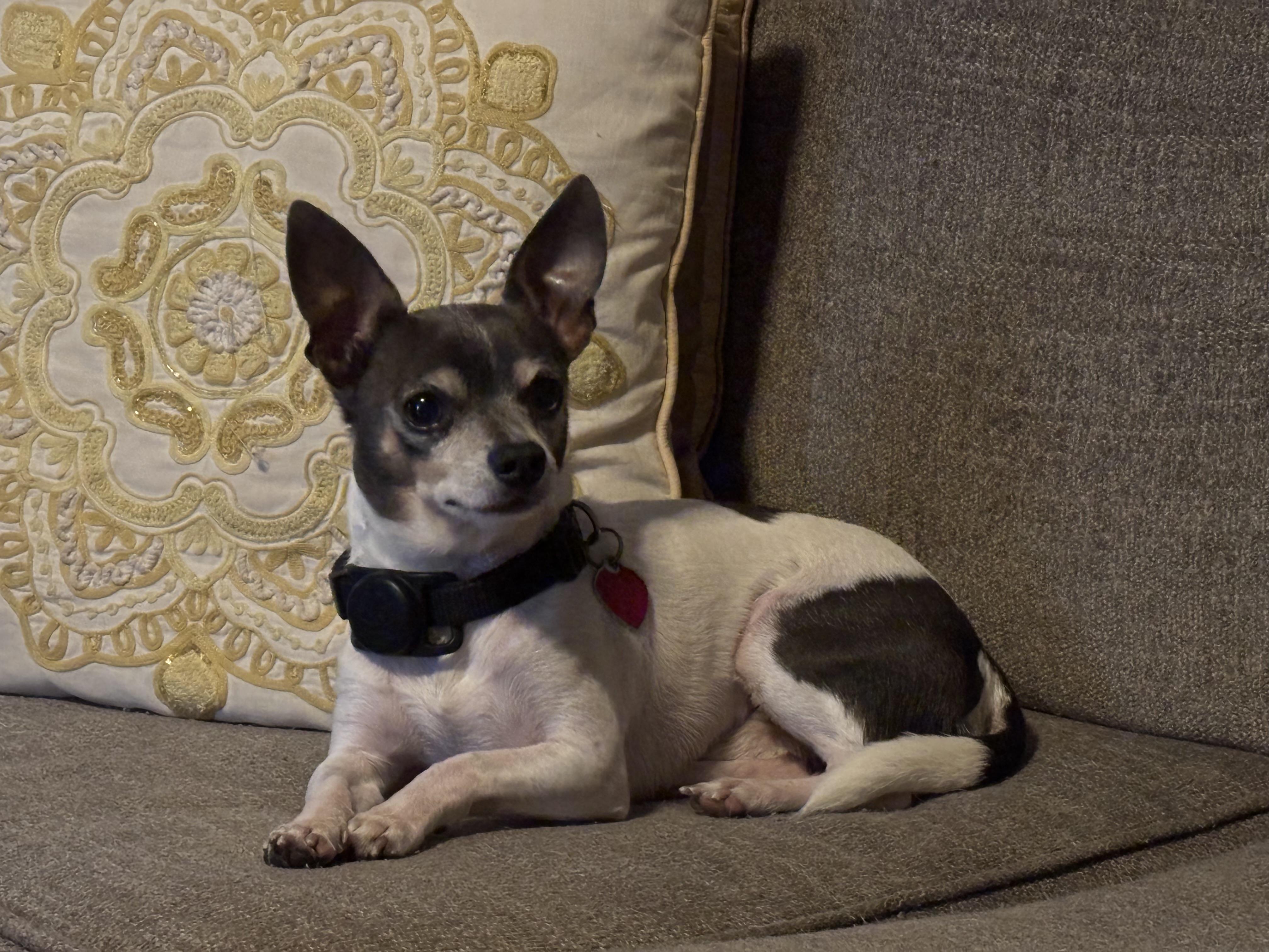 Enlarge Sammie, a ADOPTABLE mixed breed in Chesapeake , VA image 5/5