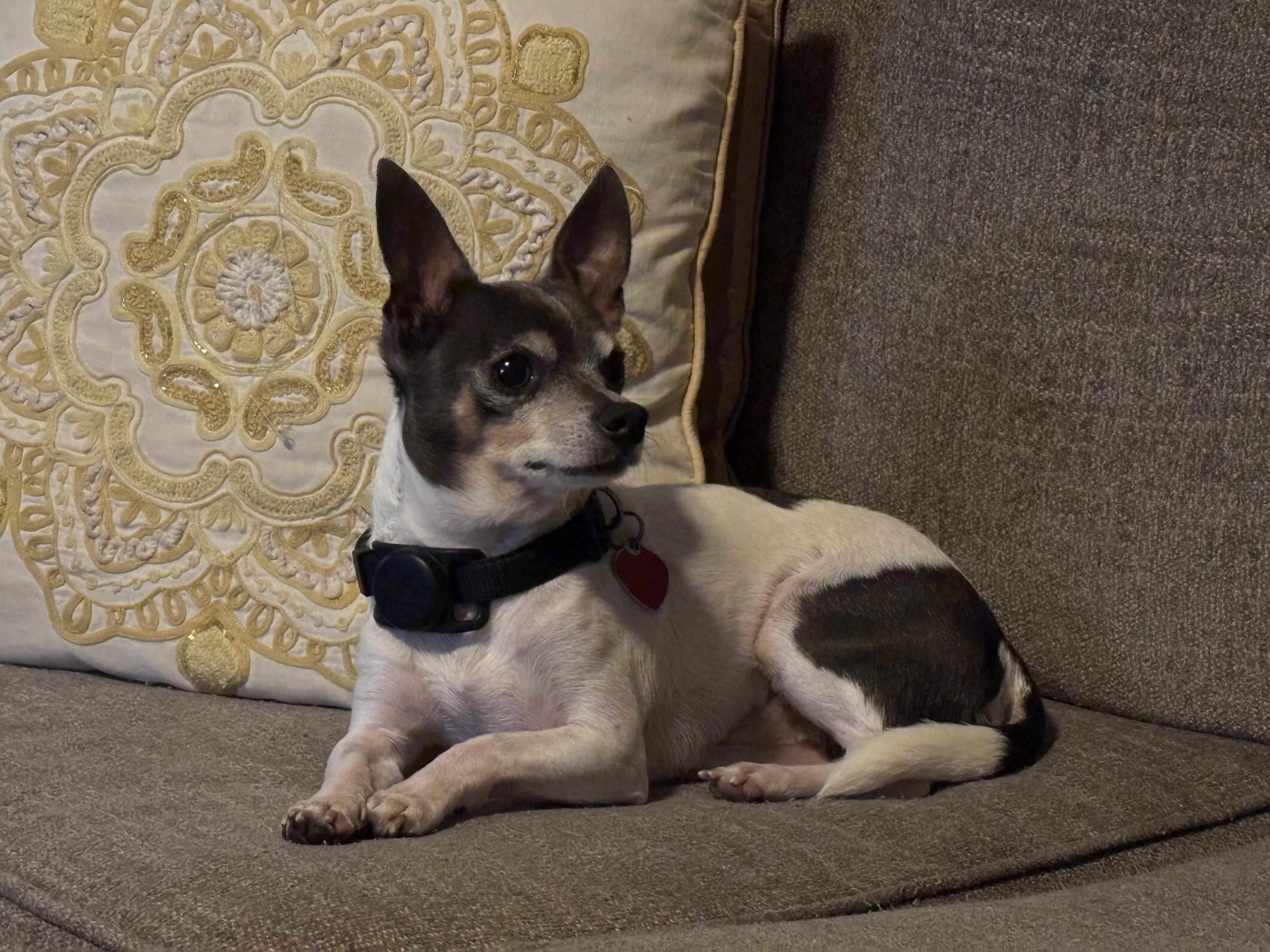 Enlarge Sammie, a ADOPTABLE mixed breed in Chesapeake , VA image 4/5