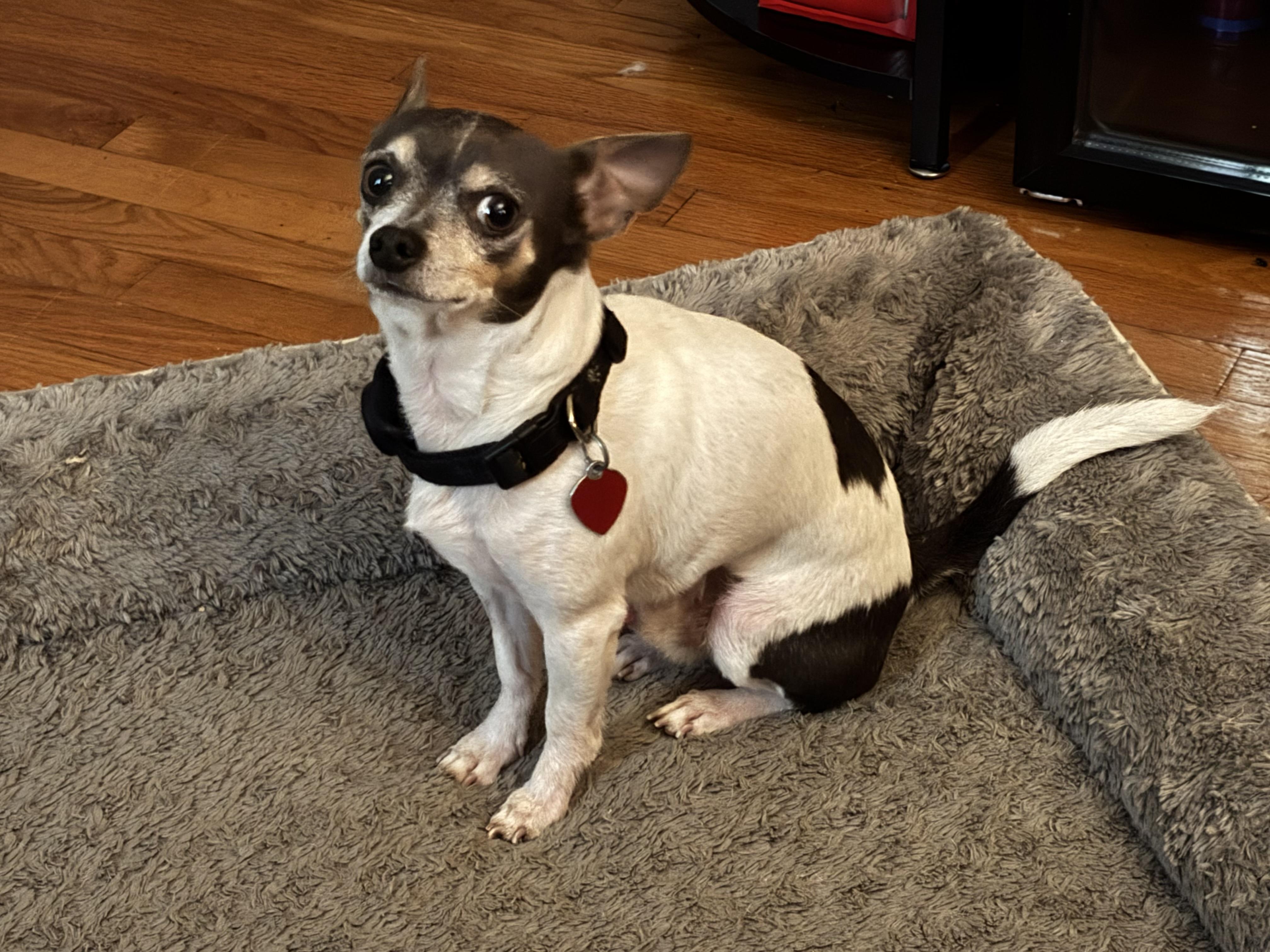 Sammie, a ADOPTABLE mixed breed in Chesapeake , VA image 1/3