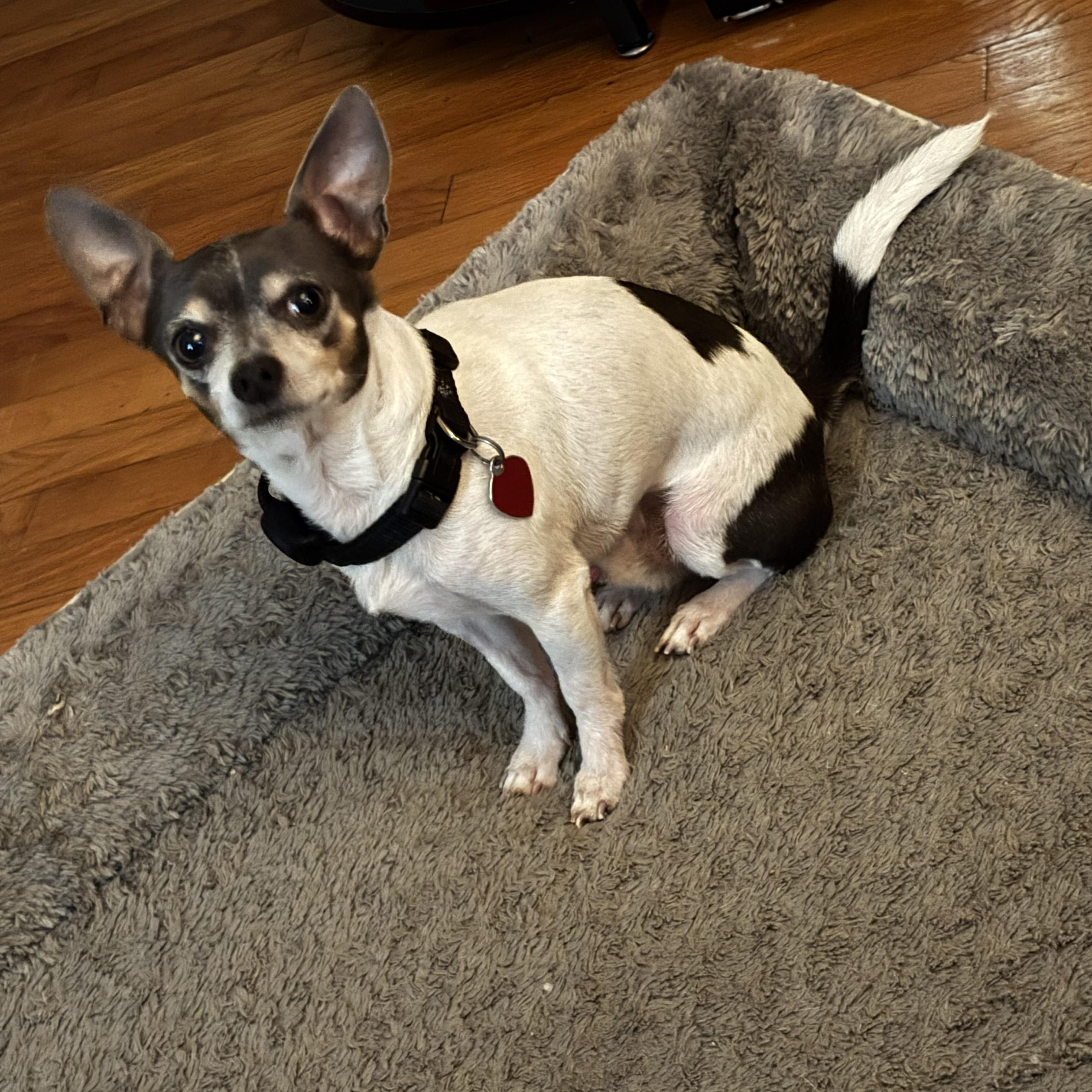 Sammie, a ADOPTABLE mixed breed in Chesapeake , VA image 3/3