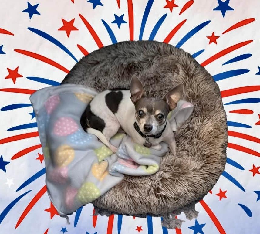 Sammie, a ADOPTABLE mixed breed in Chesapeake , VA image 2/3