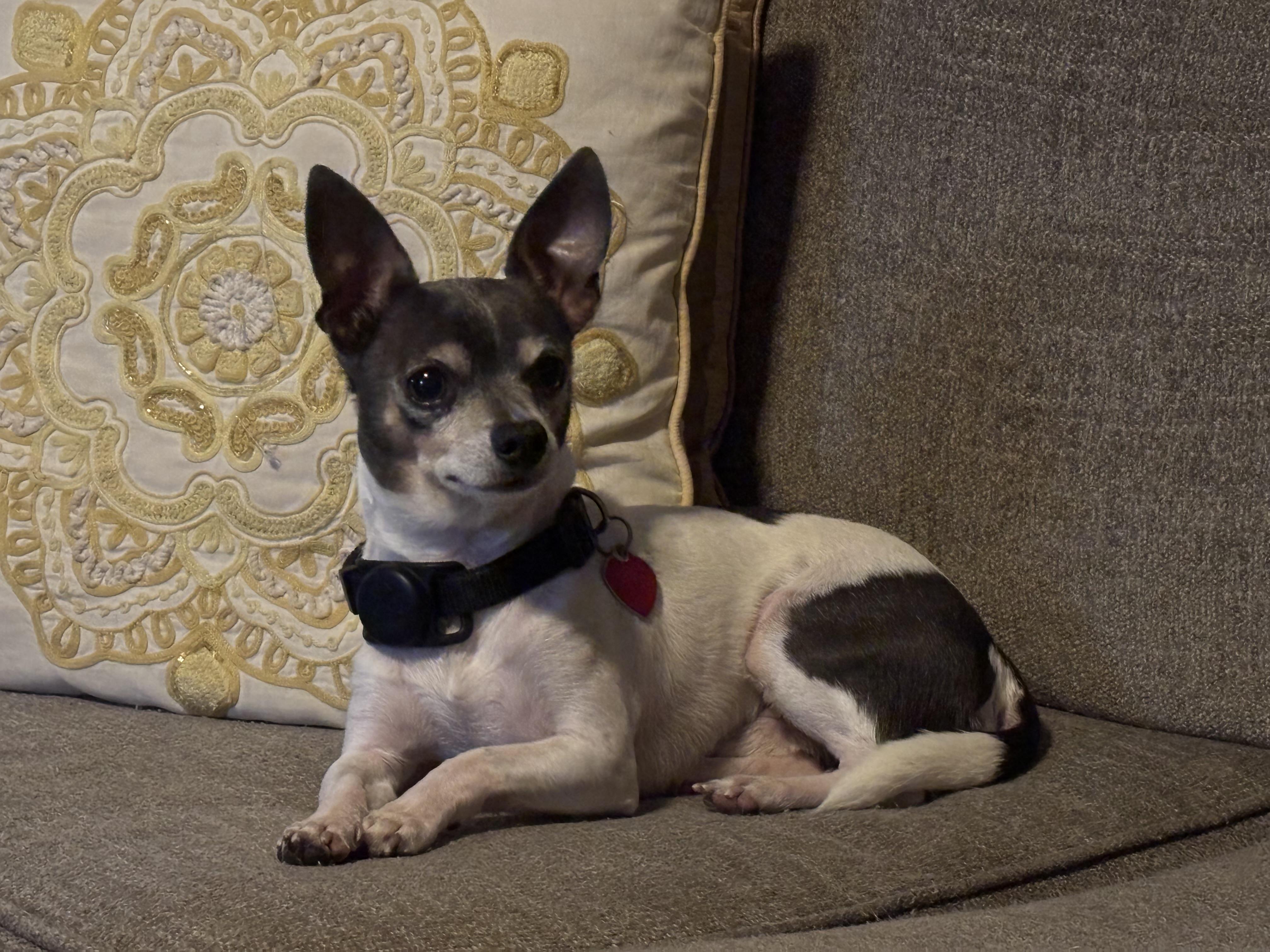 Enlarge Sammie, a ADOPTABLE mixed breed in Chesapeake , VA image 1/5