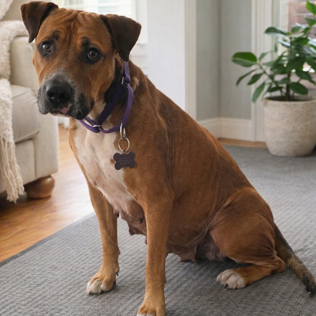 Enlarge Hazel, a Adoptable mixed breed in Wichita, KS image 3/6
