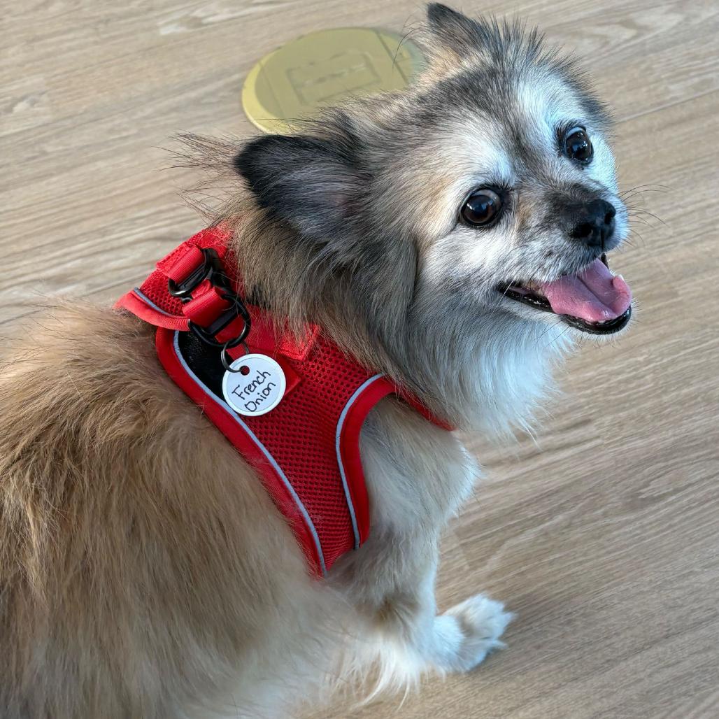 French Onion 13616, Adoptable, Senior Female Pomeranian & Pug.
