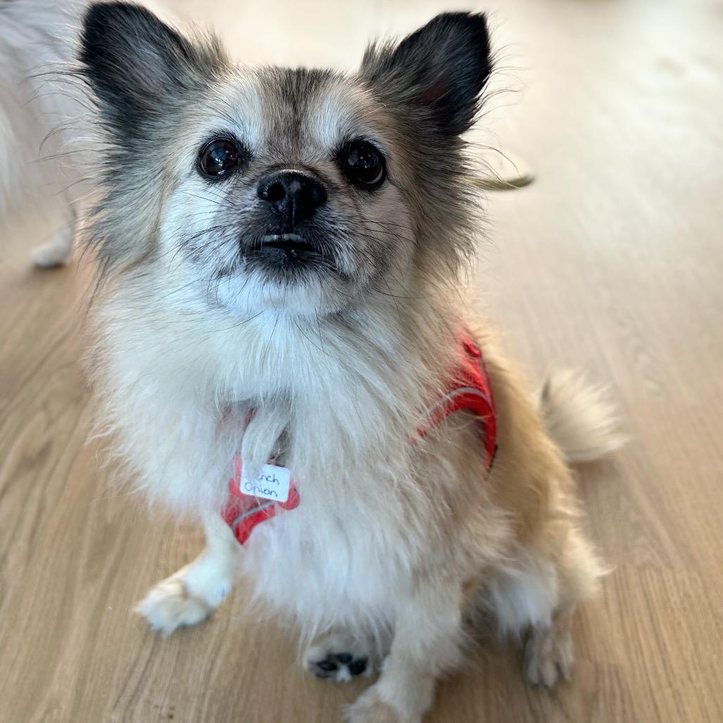 Enlarge French Onion 13616, a Adoptable mixed breed in San Francisco, CA image 2/6