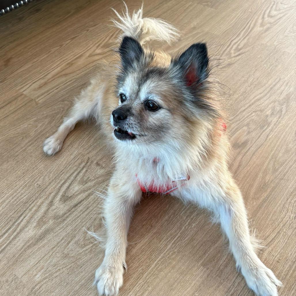 Enlarge French Onion 13616, a Adoptable mixed breed in San Francisco, CA image 3/6