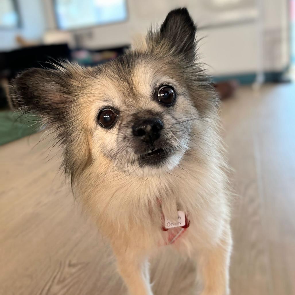 Enlarge French Onion 13616, a Adoptable mixed breed in San Francisco, CA image 5/6