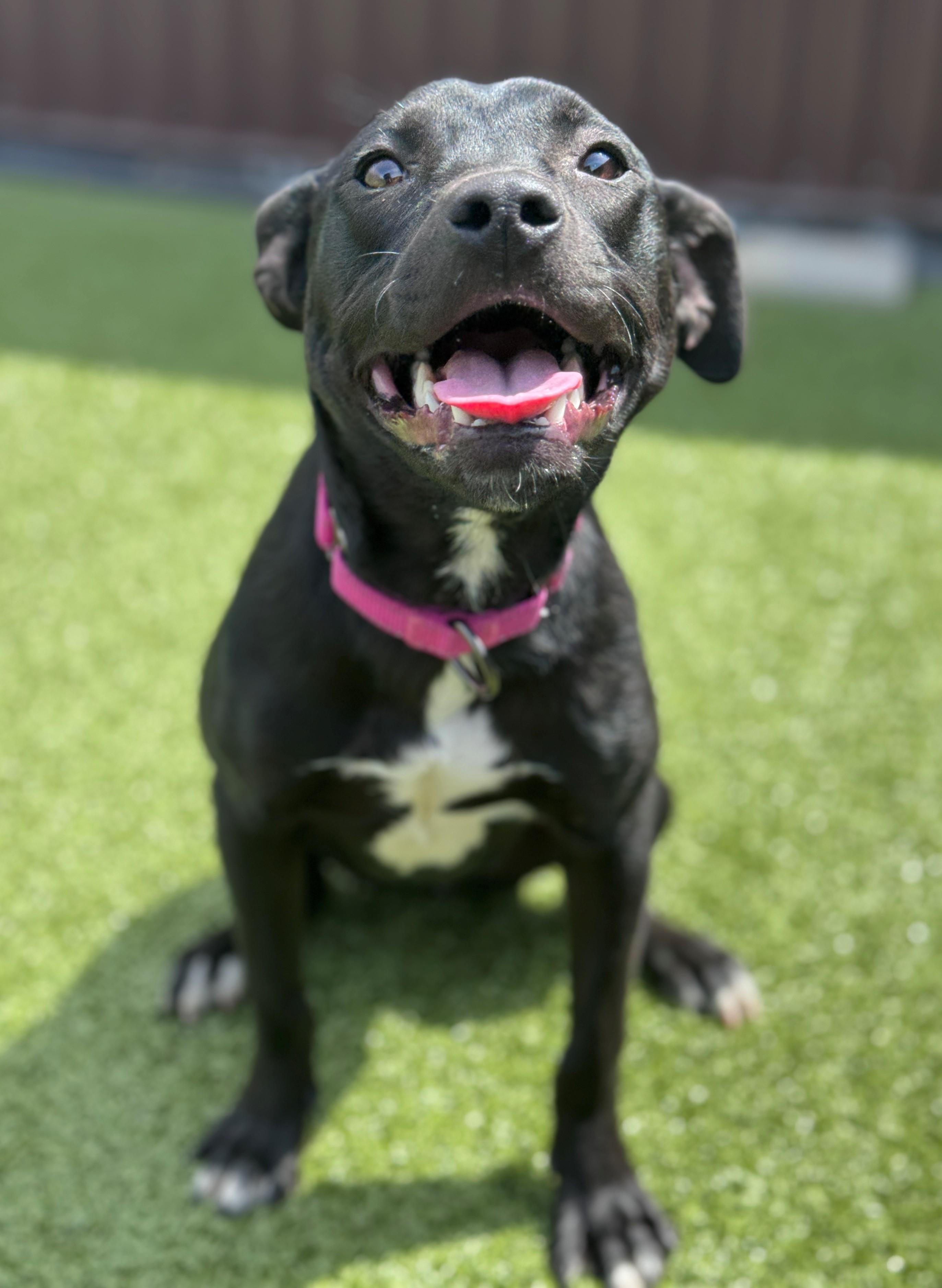 Jet, ADOPTABLE, Young Female Pit Bull Terrier & Rottweiler.