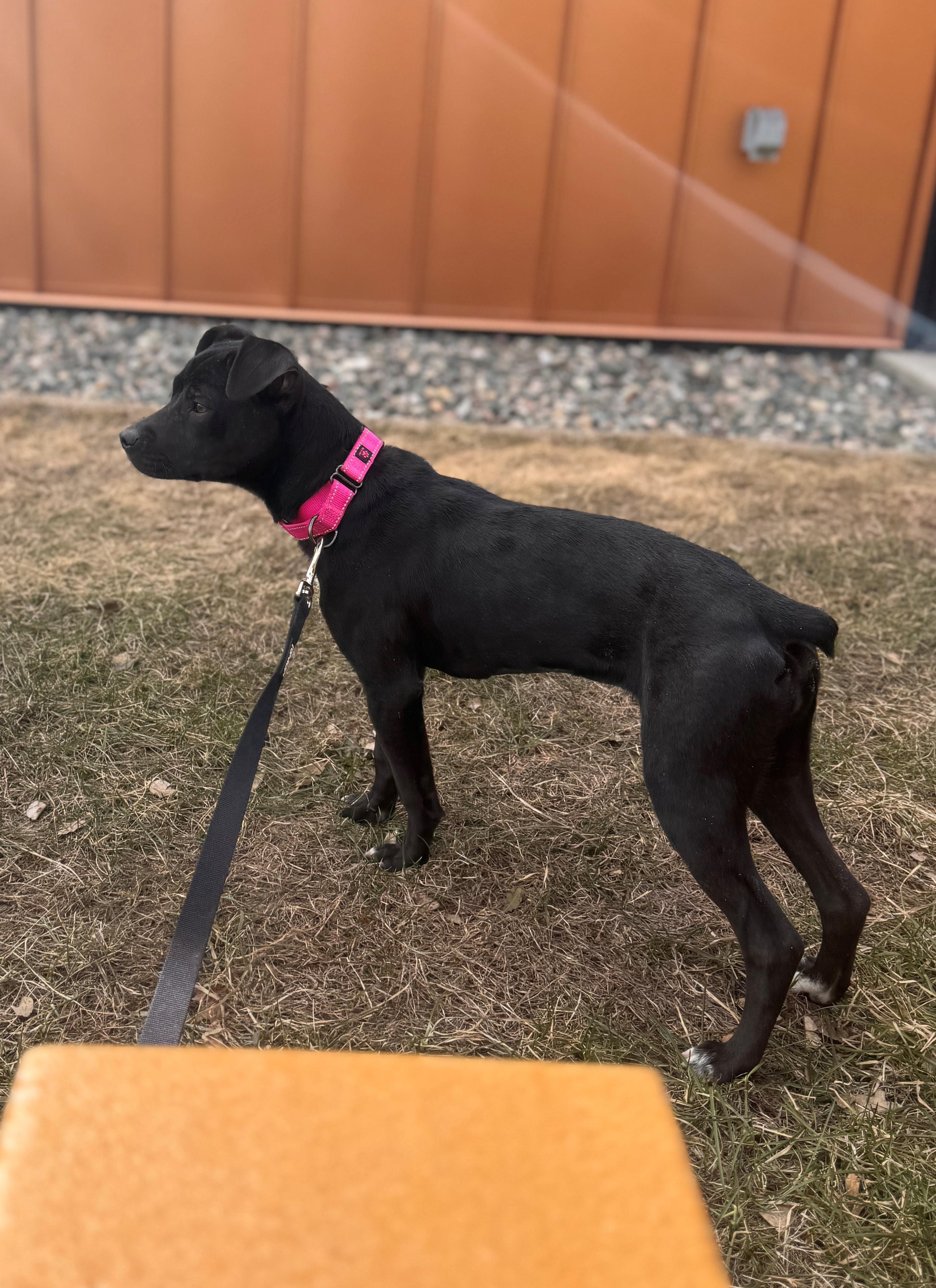 Jet, a ADOPTABLE mixed breed in Hackensack, MN image 2/6