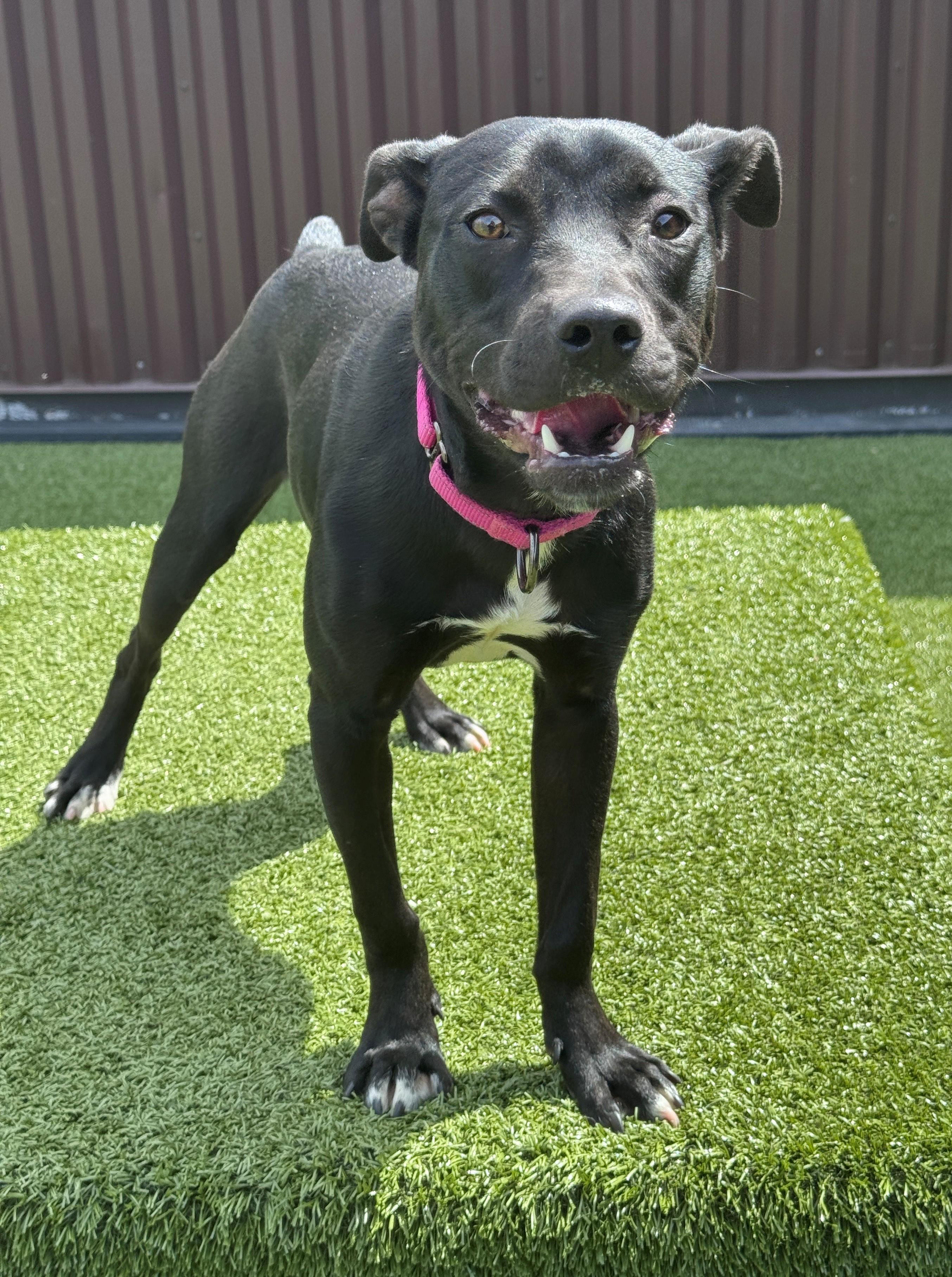 Jet, a ADOPTABLE mixed breed in Hackensack, MN image 6/6