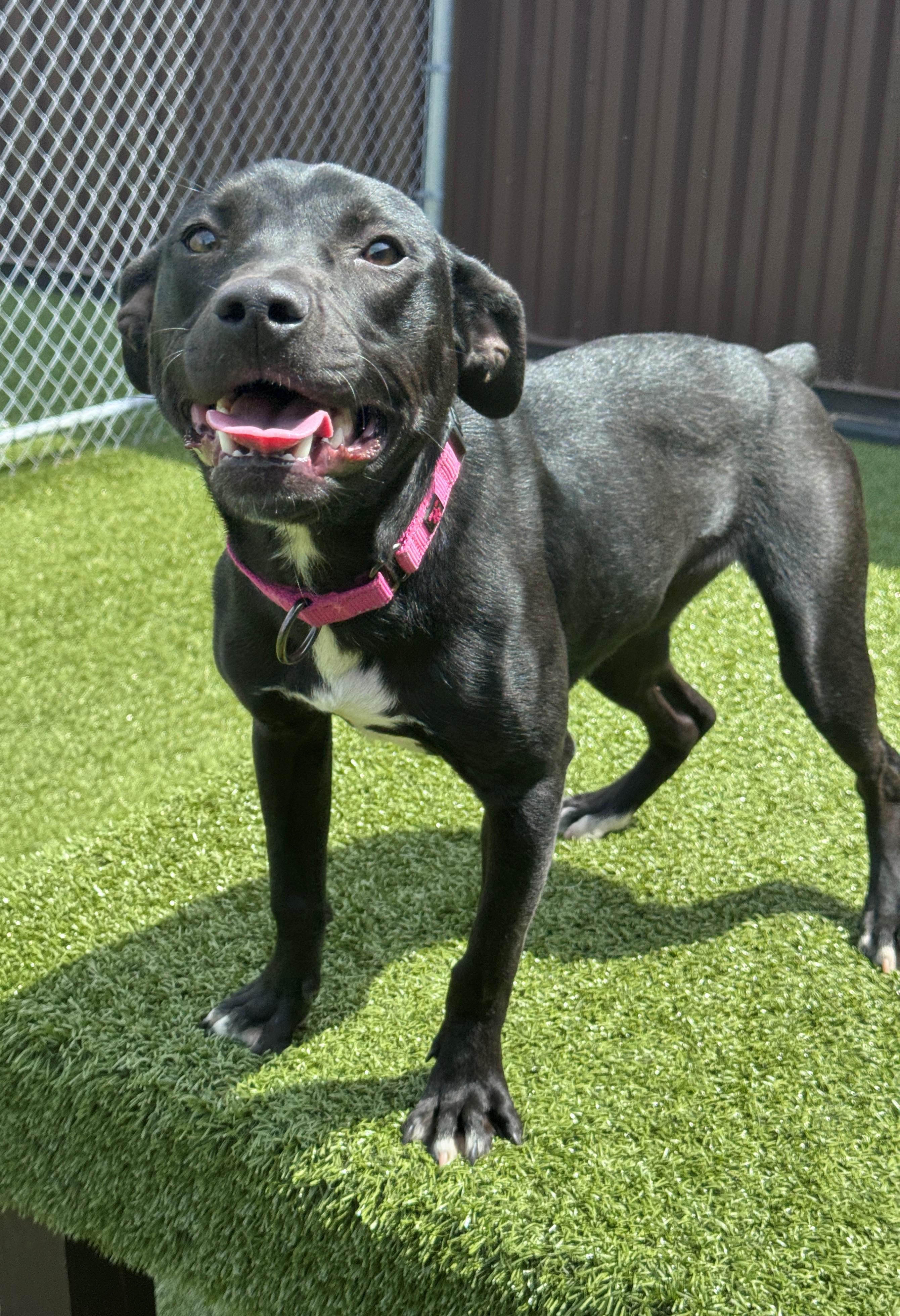 Jet, a ADOPTABLE mixed breed in Hackensack, MN image 4/6