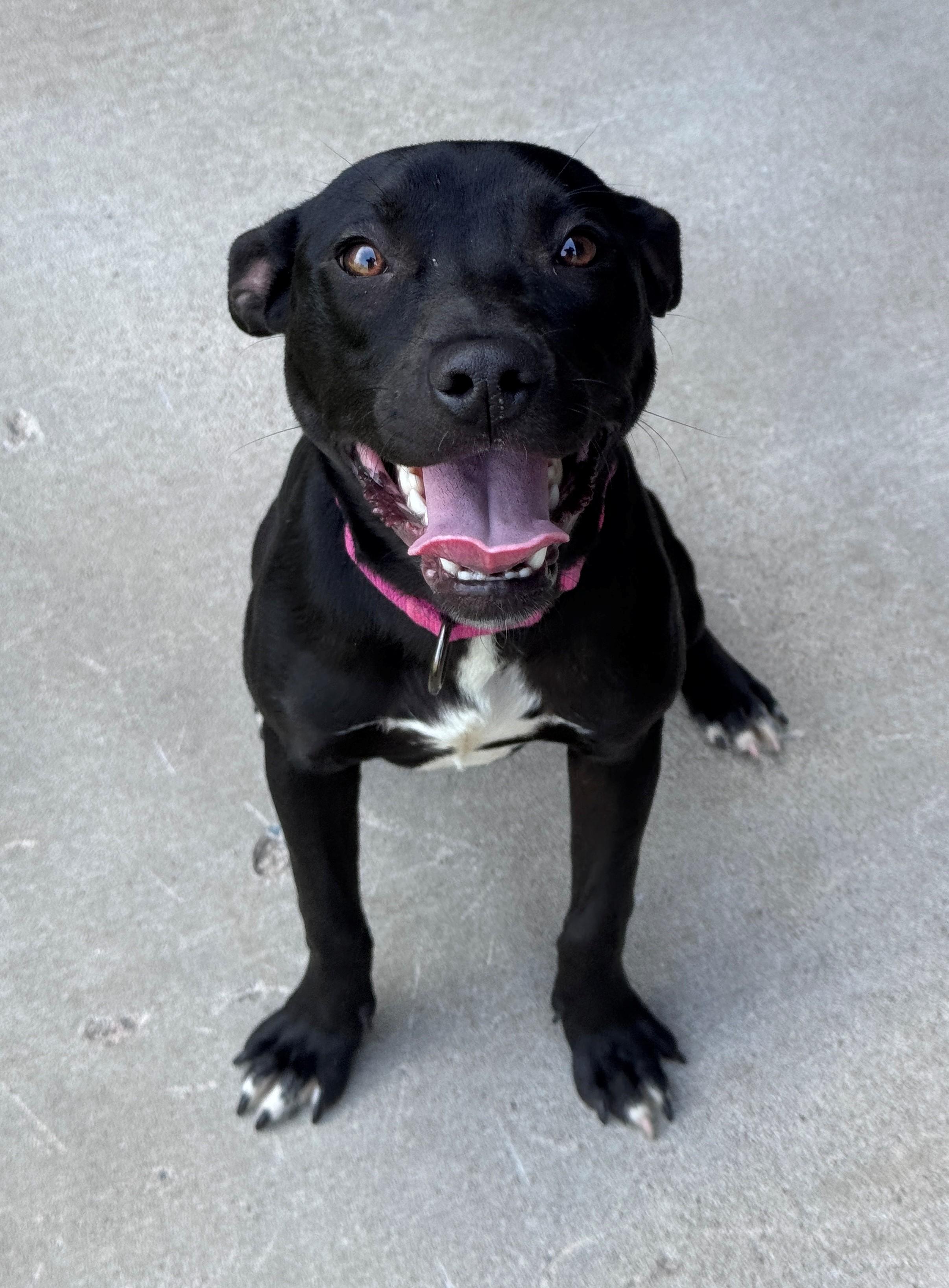 Jet, a ADOPTABLE mixed breed in Hackensack, MN image 5/6
