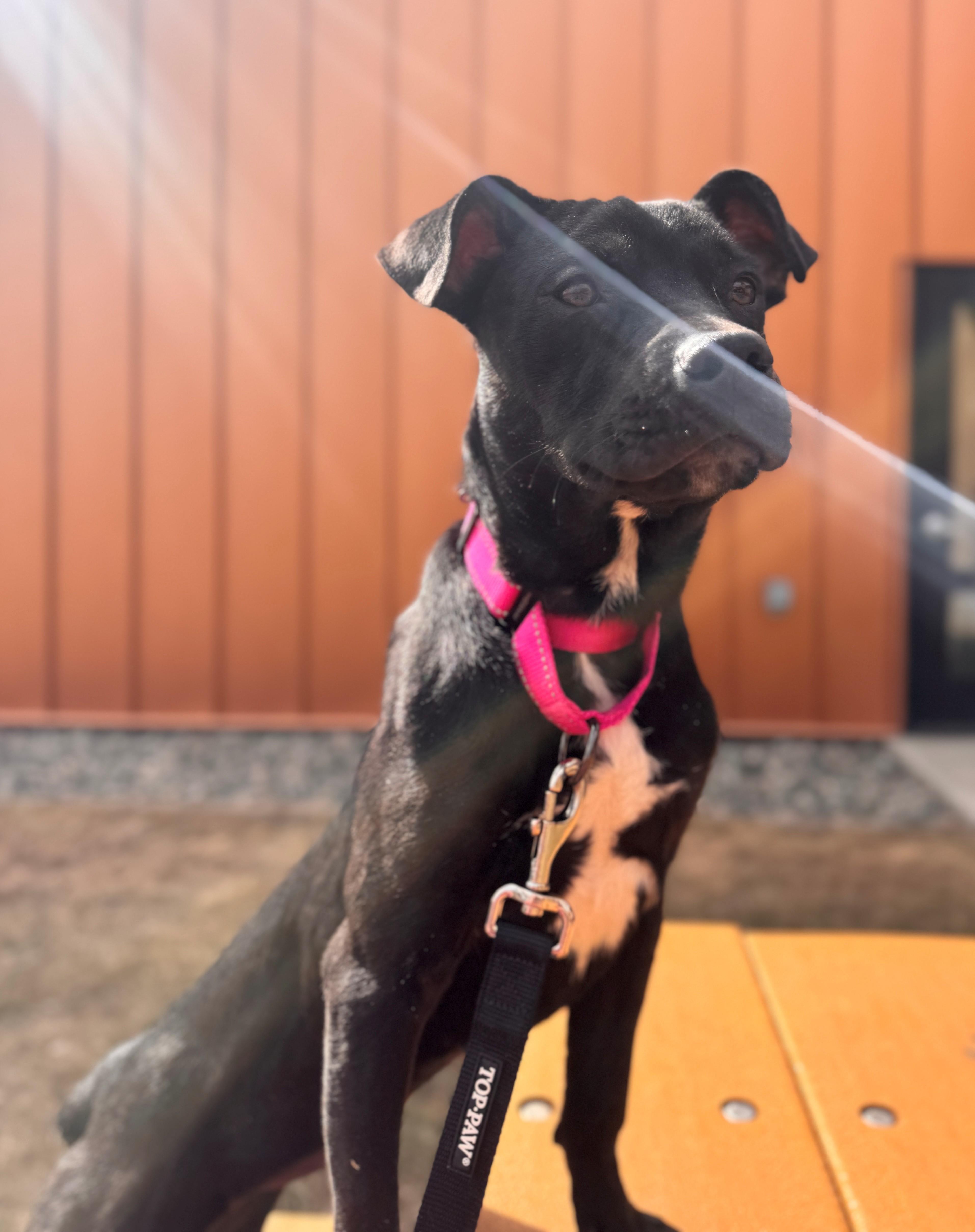 Jet, ADOPTABLE, Young Female Pit Bull Terrier & Rottweiler.