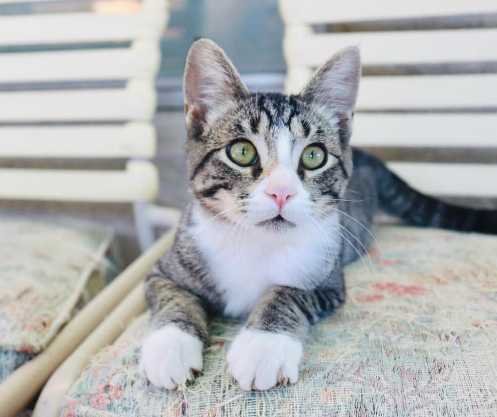 Sneakers, Adoptable, Kitten Male Domestic Short Hair & Tabby.