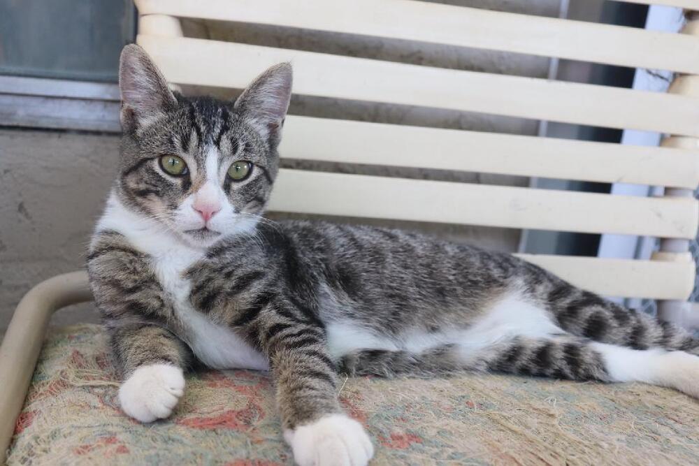 Enlarge Sneakers, a Adoptable mixed breed in Manteca, CA image 2/5