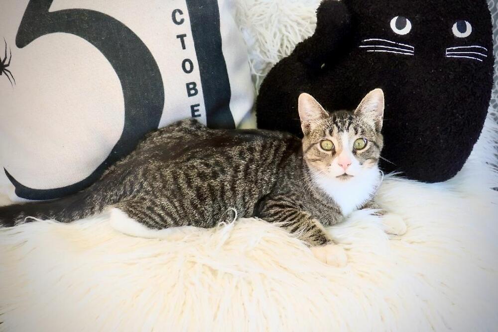 Sneakers, Adoptable, Kitten Male Domestic Short Hair & Tabby.