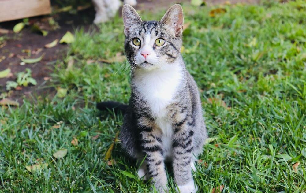 Enlarge Sneakers, a Adoptable mixed breed in Manteca, CA image 4/5