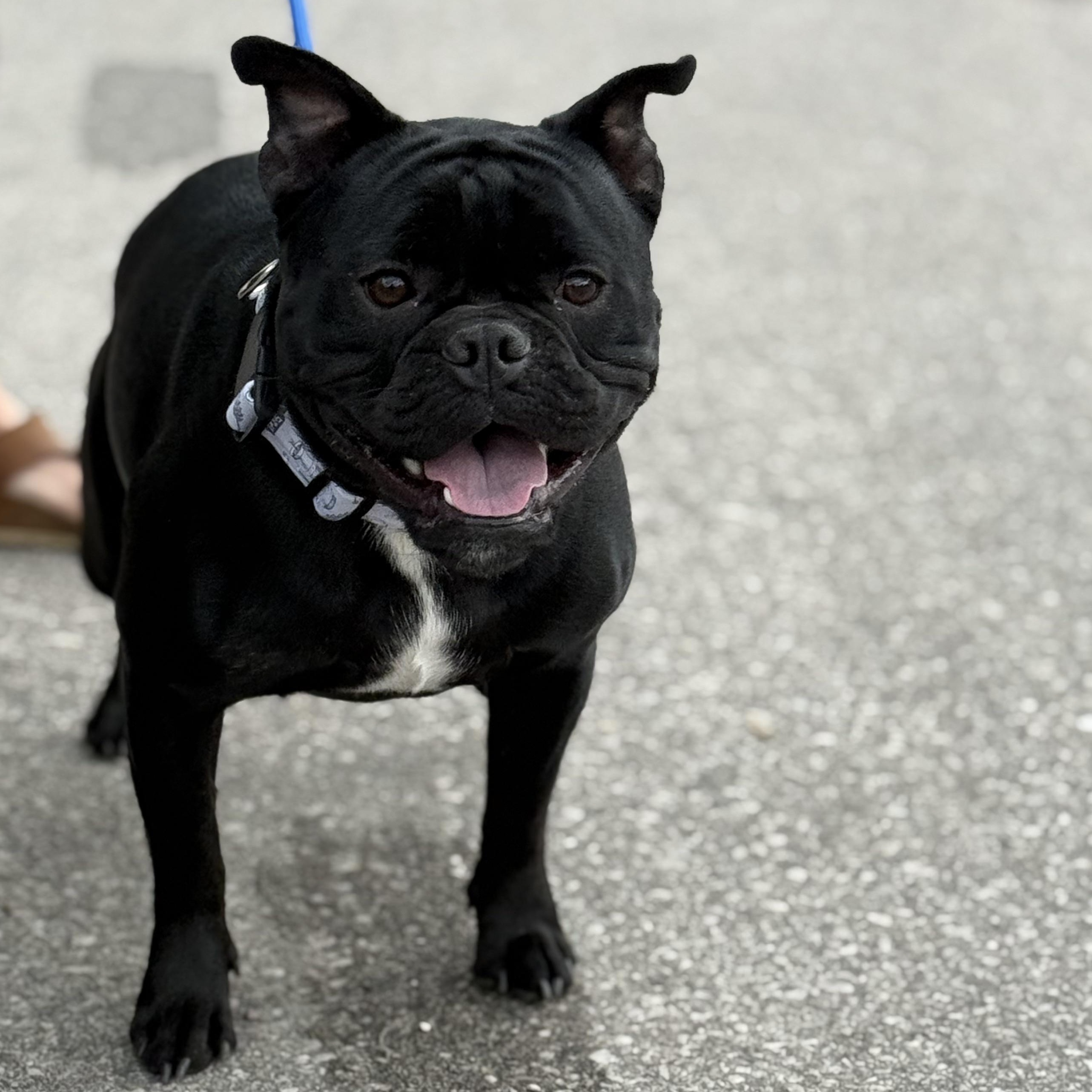 Boris $99 ADOPTION FEE