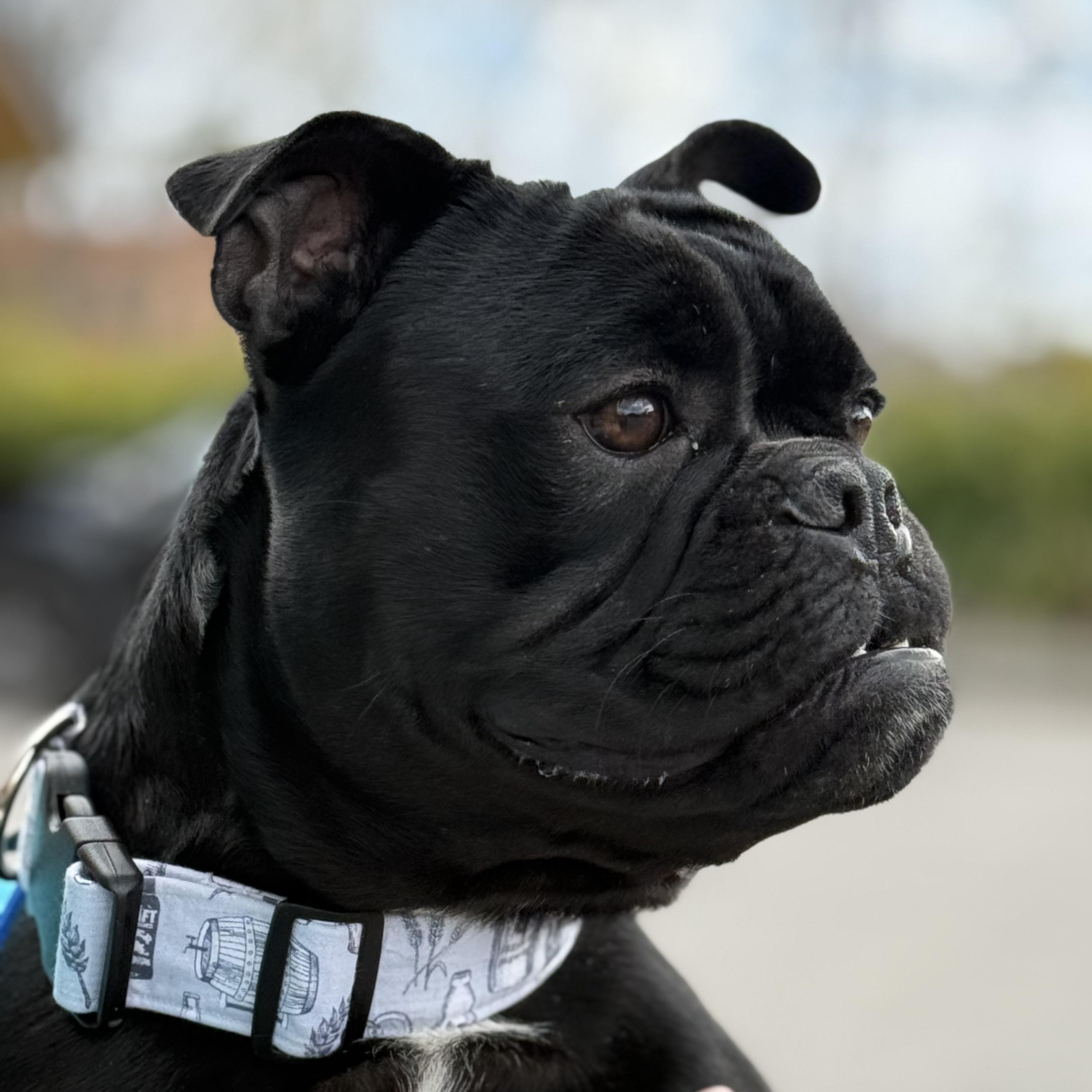 Boris $99 ADOPTION FEE