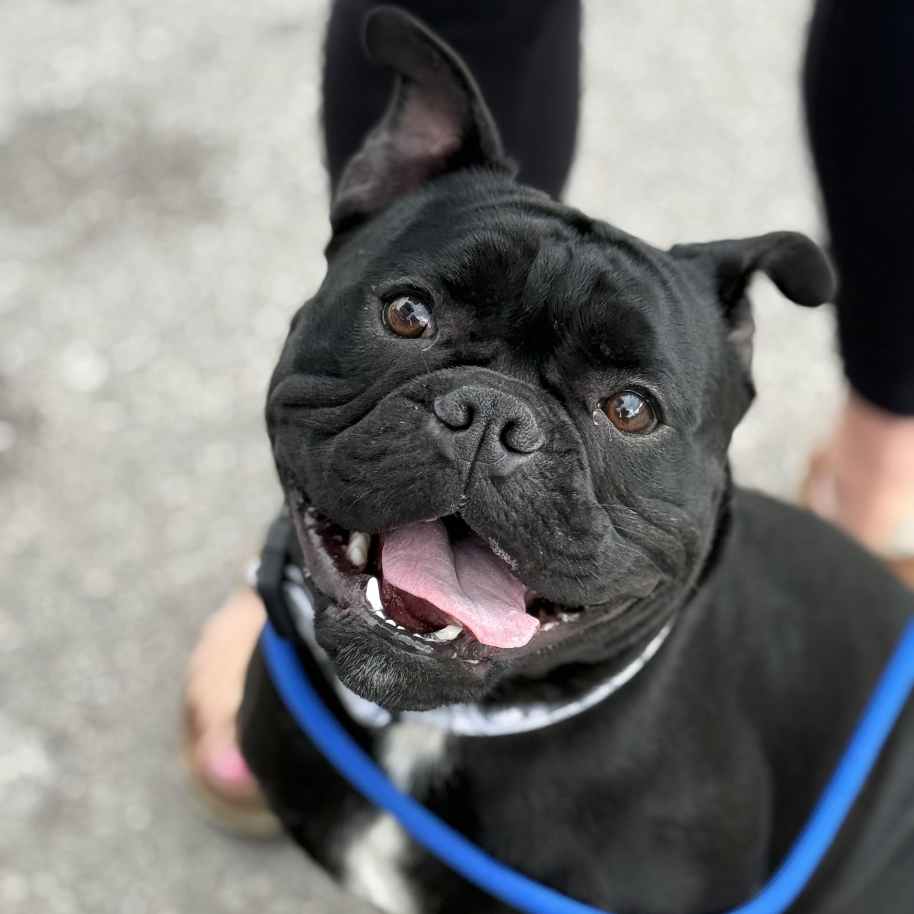 Boris $99 ADOPTION FEE