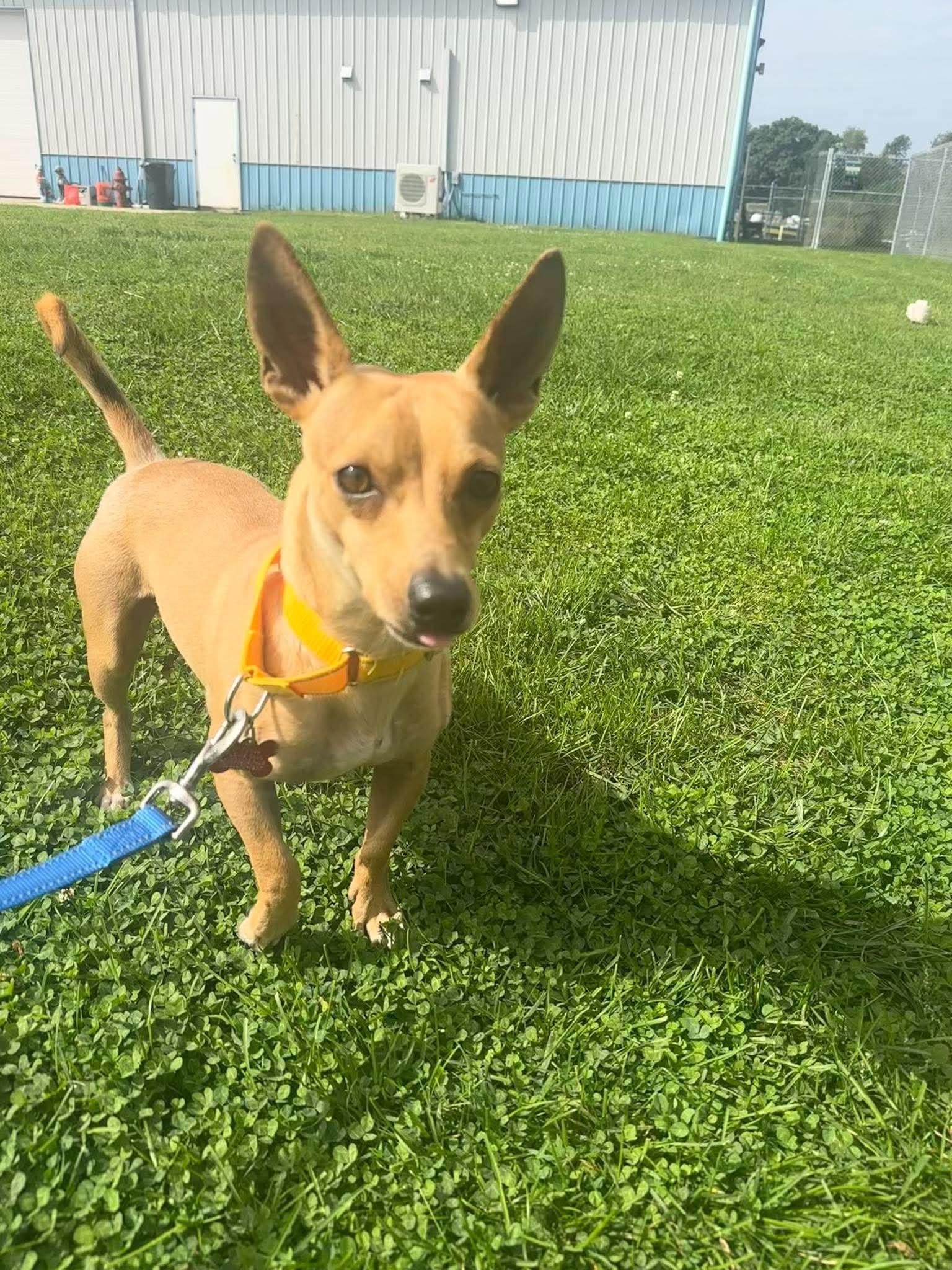 Enlarge Rocko, a Adoptable mixed breed in Valparaiso, IN image 2/3