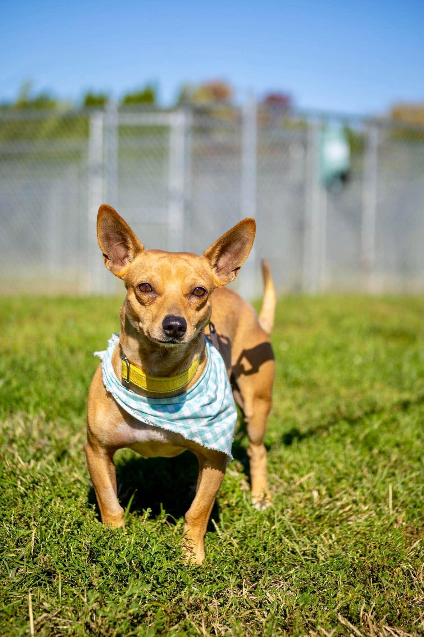 Rocko, Adoptable, Adult Male Chihuahua.
