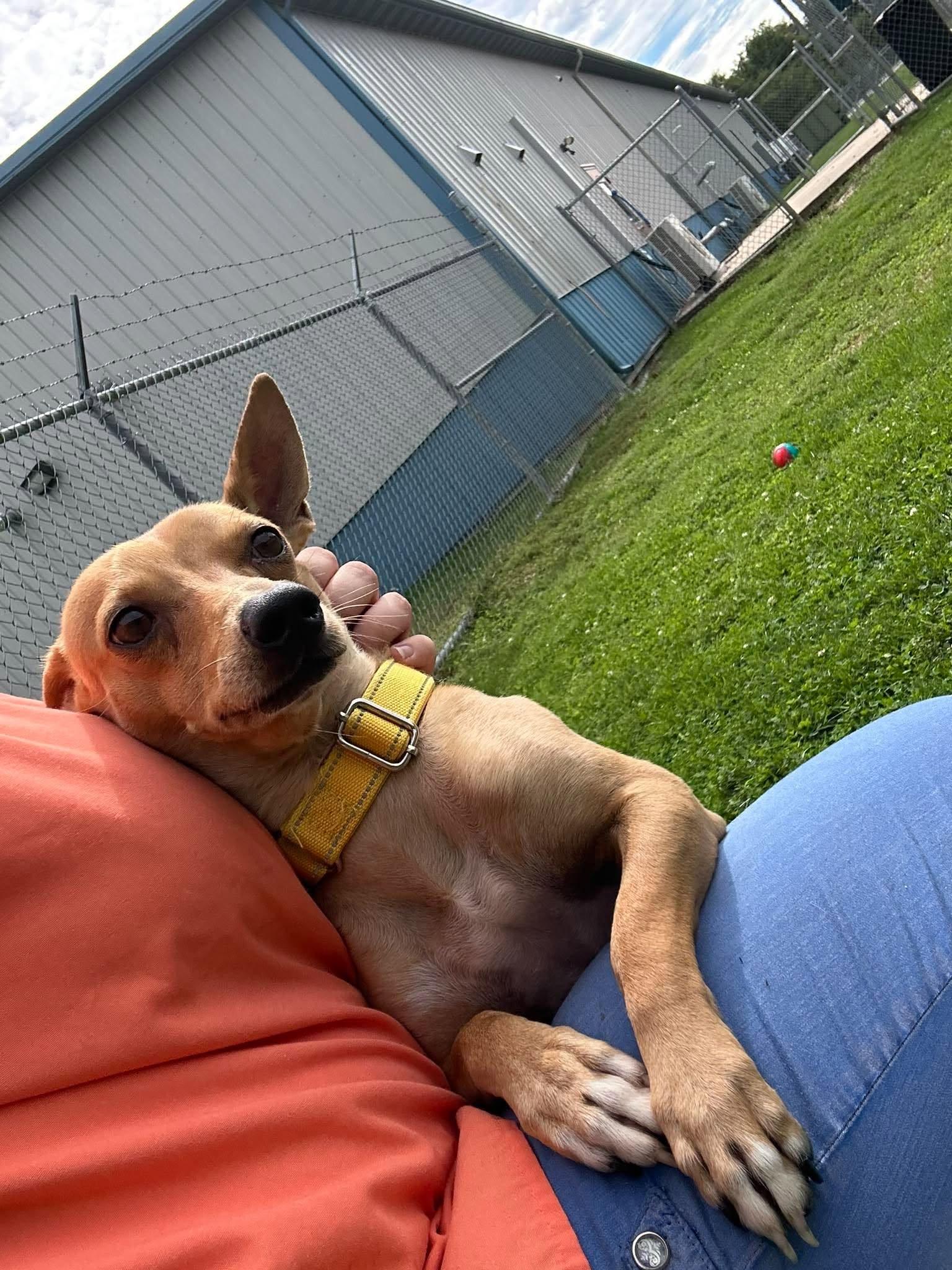 Enlarge Rocko, a Adoptable mixed breed in Valparaiso, IN image 3/3