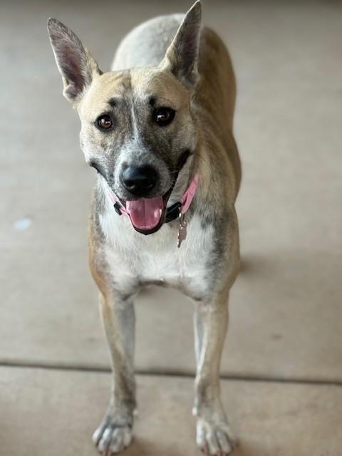 Harper May, an adoptable Dutch Shepherd in Clovis, NM, 88101 | Photo Image 6