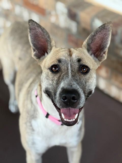 Harper May, an adoptable Dutch Shepherd in Clovis, NM, 88101 | Photo Image 1
