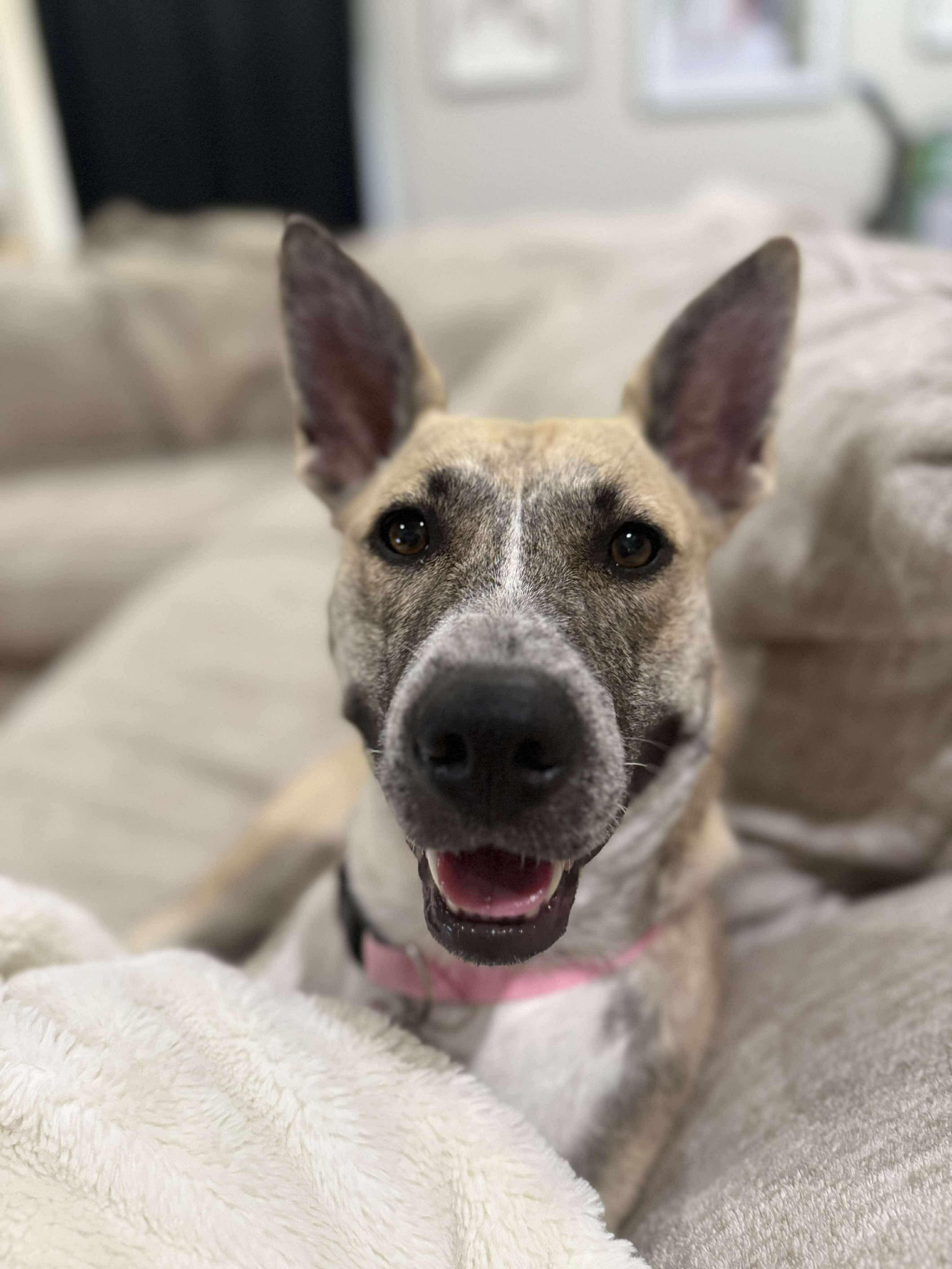 Harper May, an adoptable Dutch Shepherd in Clovis, NM, 88101 | Photo Image 2
