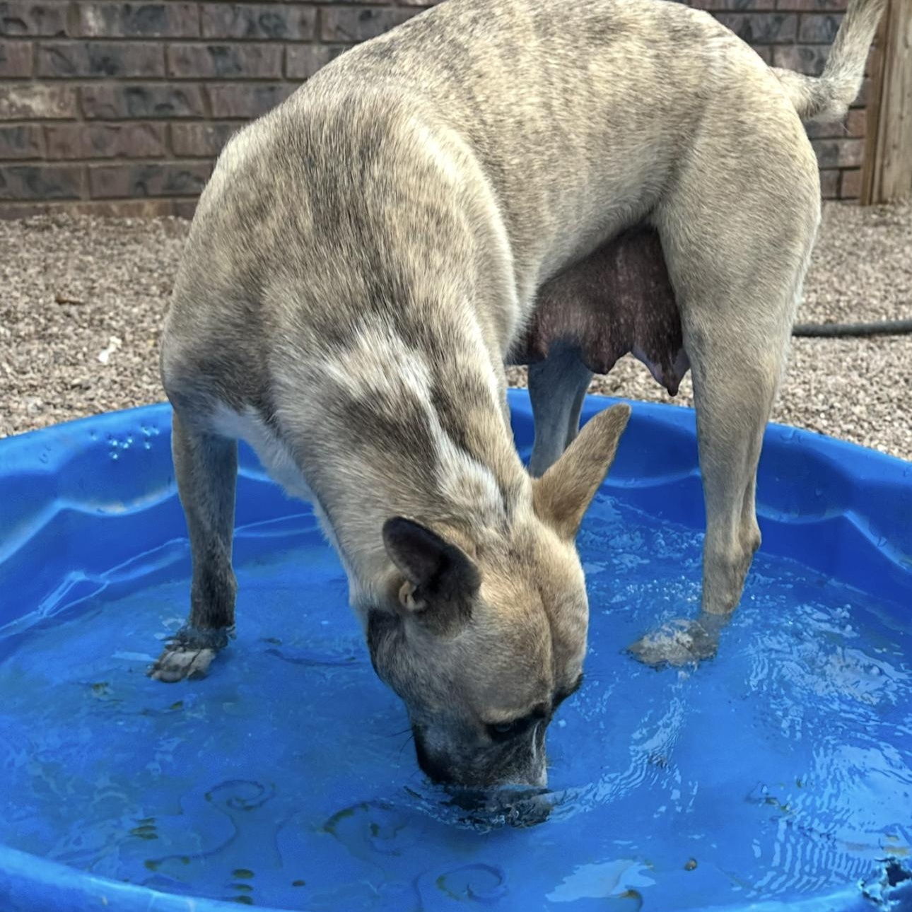 Harper May, an adoptable Dutch Shepherd in Clovis, NM, 88101 | Photo Image 4