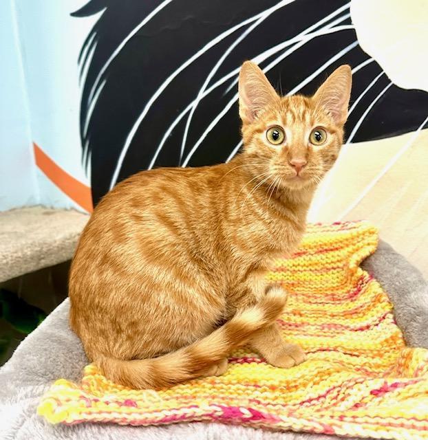 Enlarge Ricky, a Adoptable Tabby in West Hills, CA image 1/3