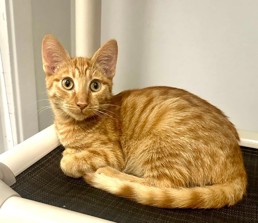 Enlarge Ricky, a Adoptable Tabby in West Hills, CA image 2/3