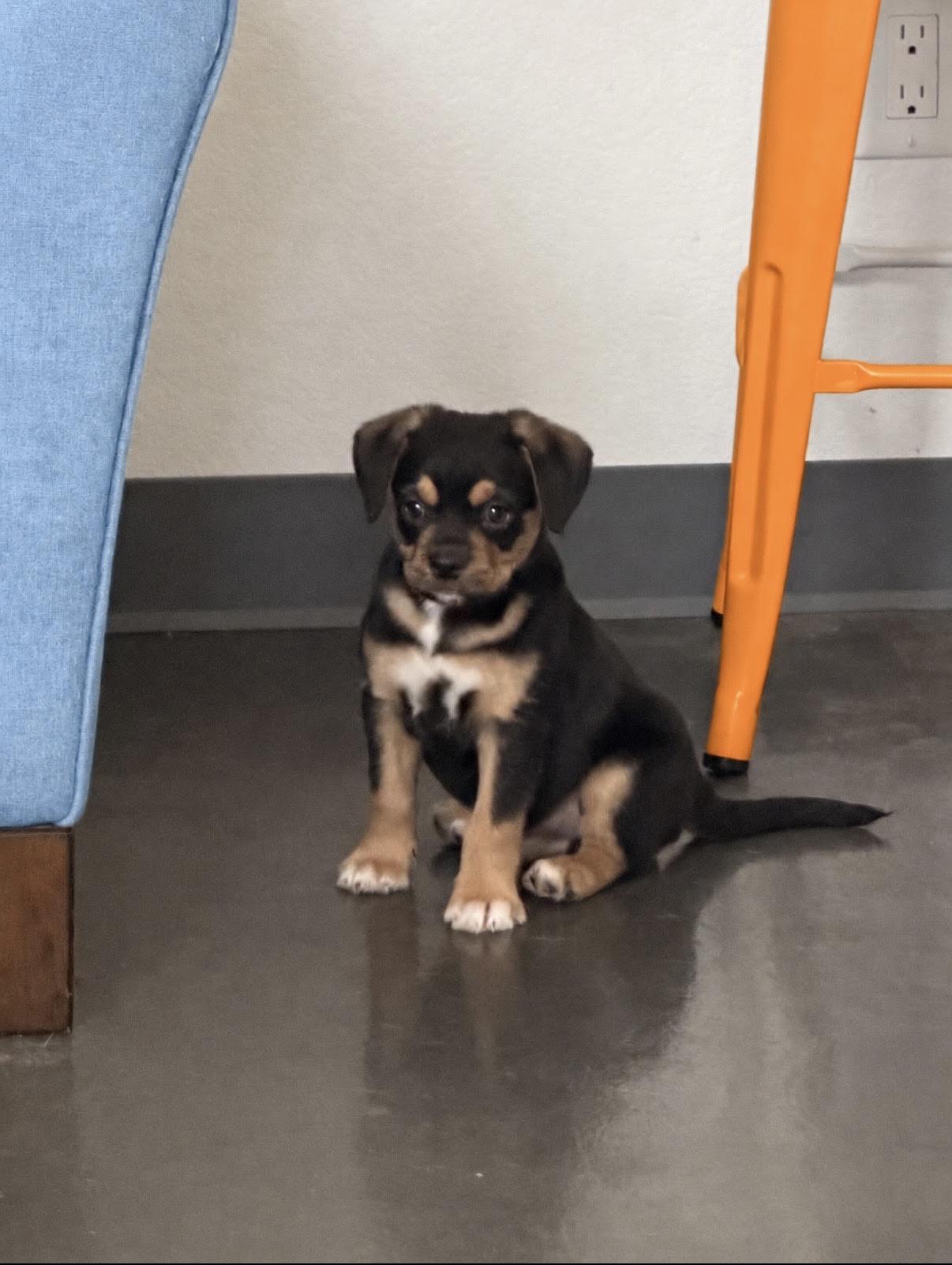 Enlarge River, a Adoptable mixed breed in Las Vegas, NV image 2/2