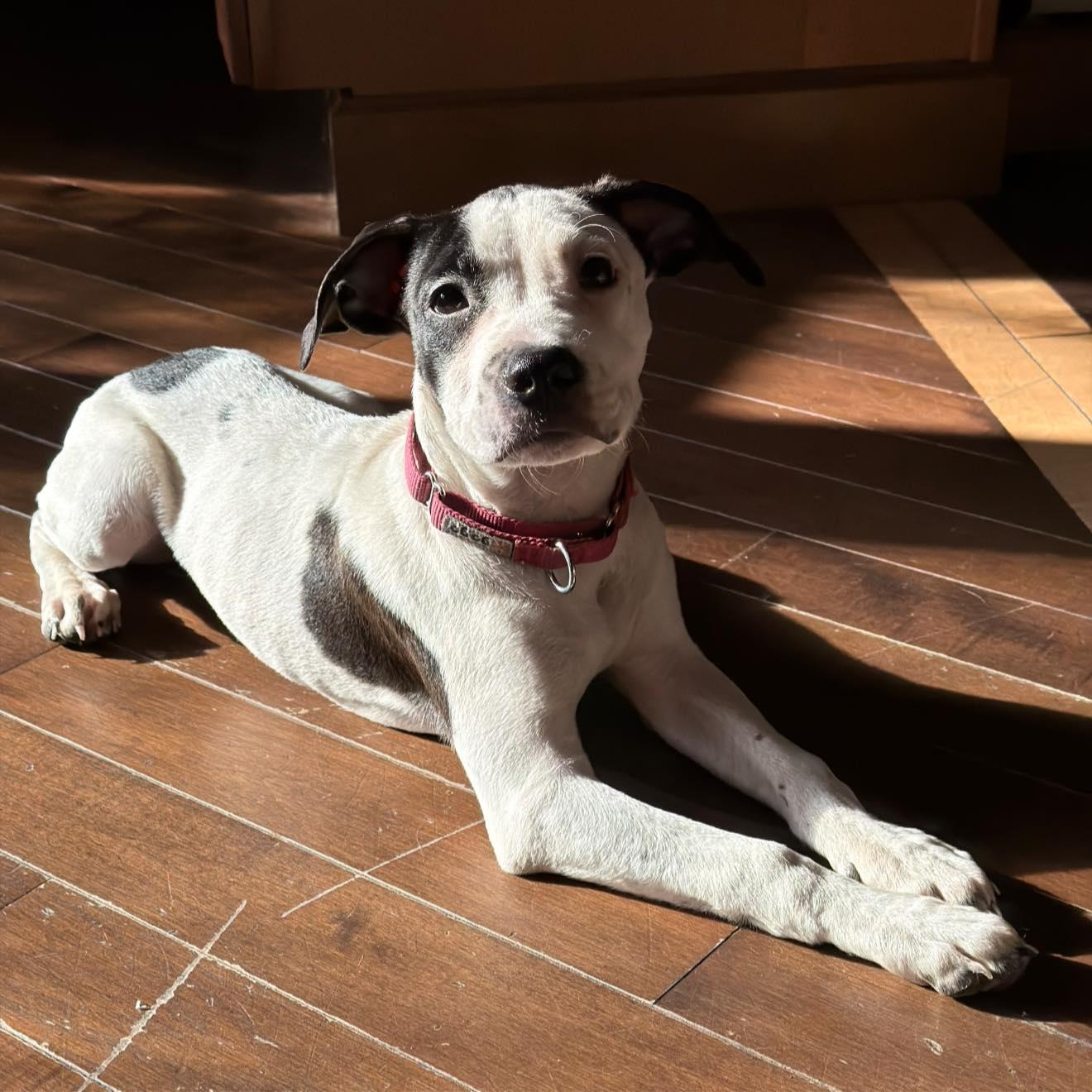 Lovebug, an adopted mixed breed in Palatine, IL image 2/5