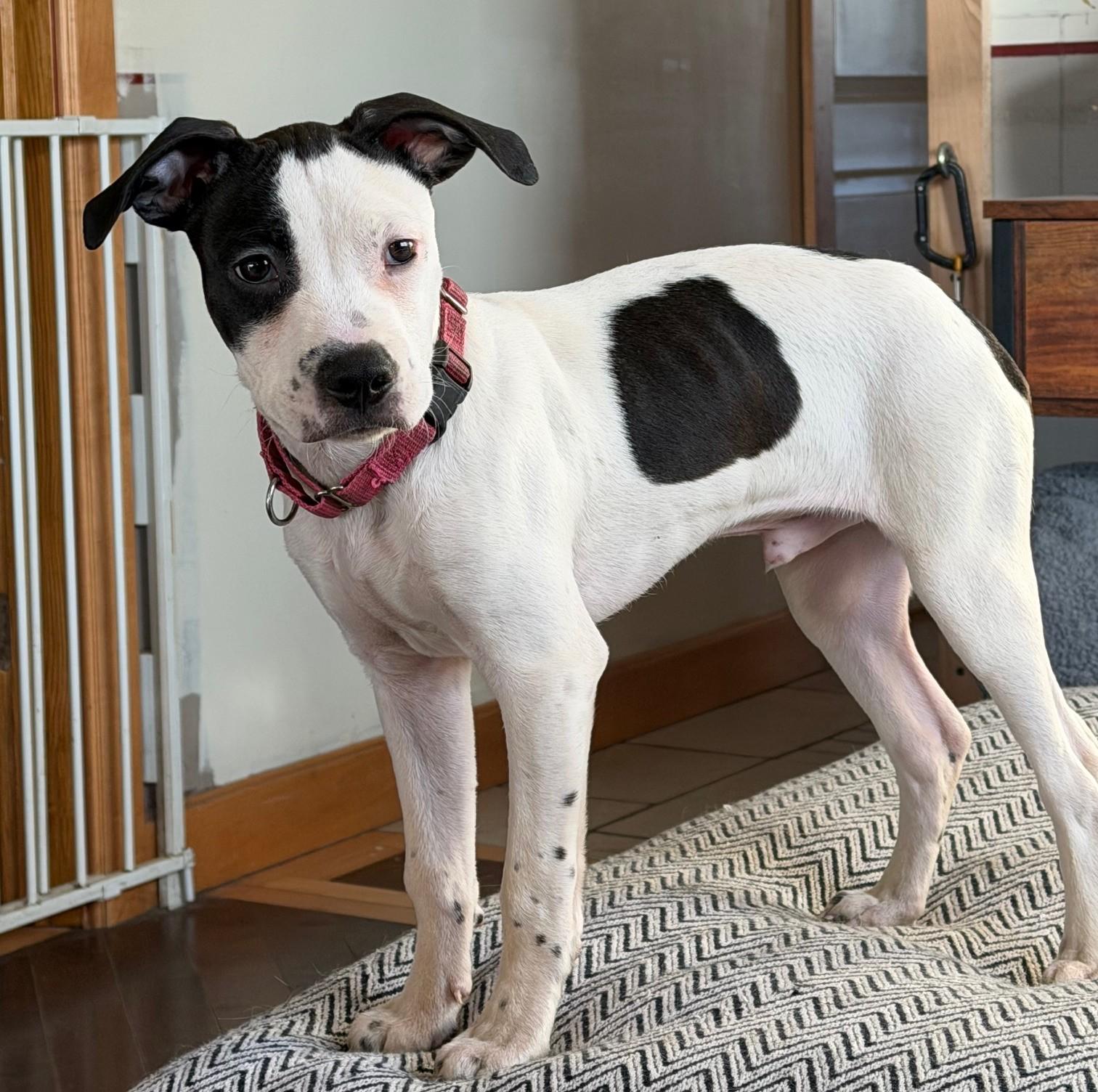 Lovebug, an adopted mixed breed in Palatine, IL image 3/5