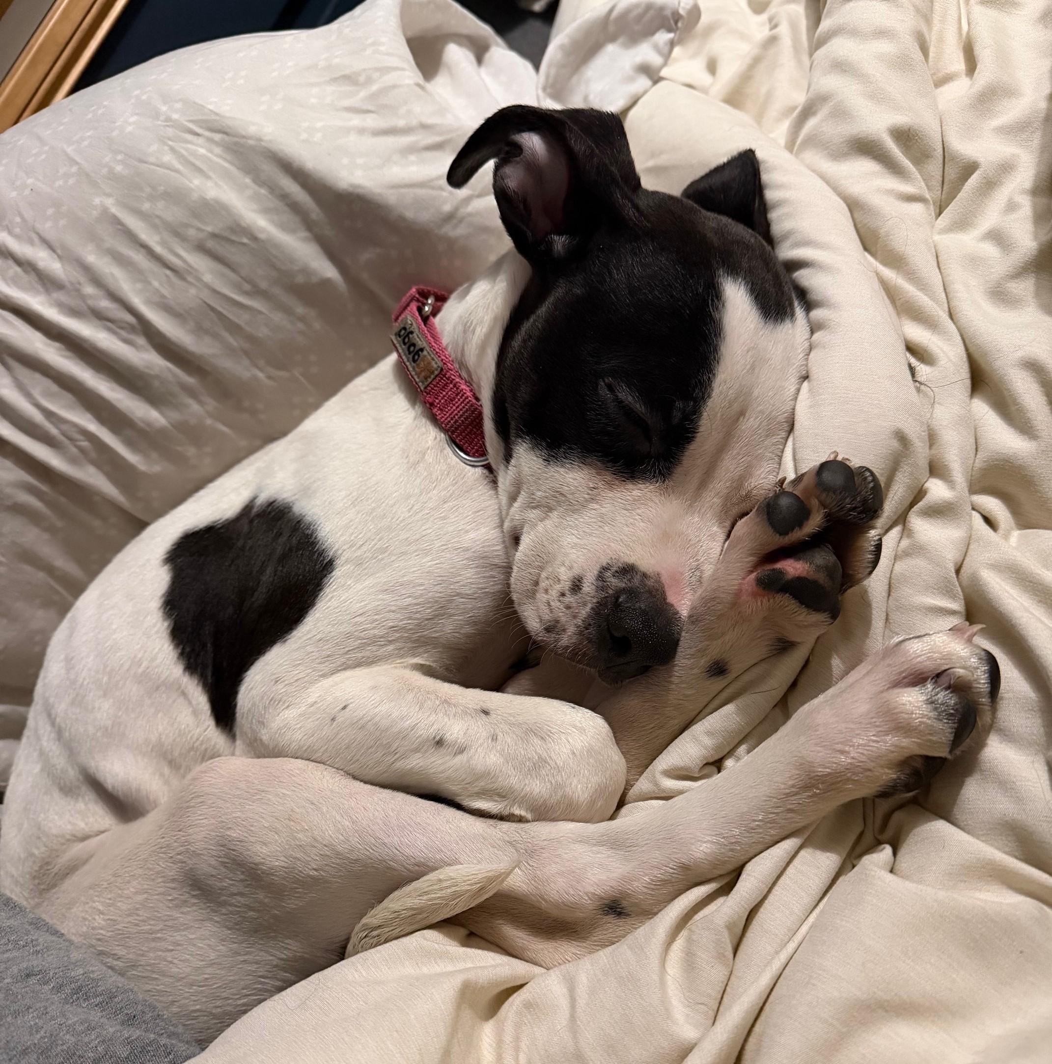 Lovebug, an adopted mixed breed in Palatine, IL image 4/5