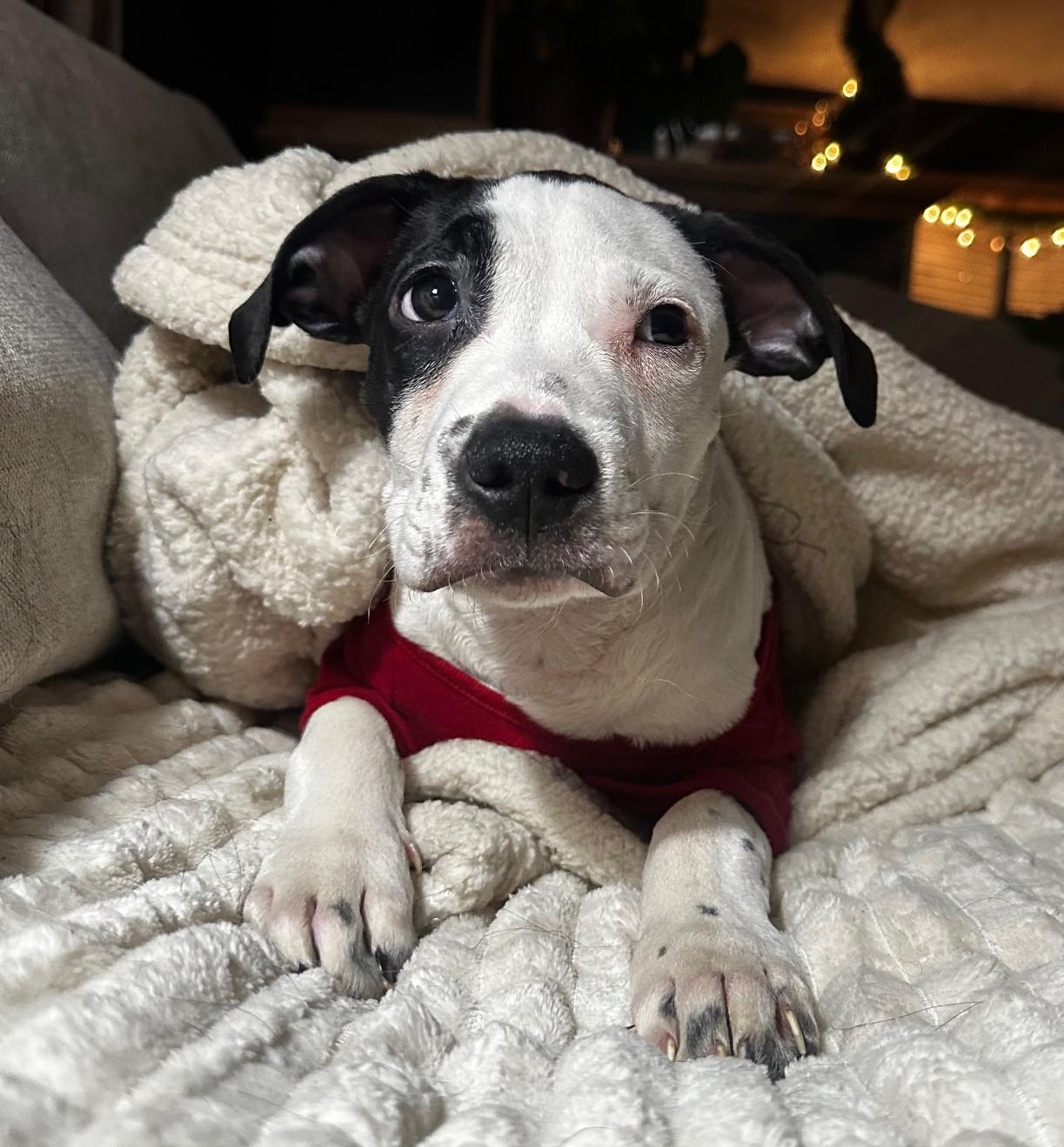 Lovebug, an adopted mixed breed in Palatine, IL image 1/5