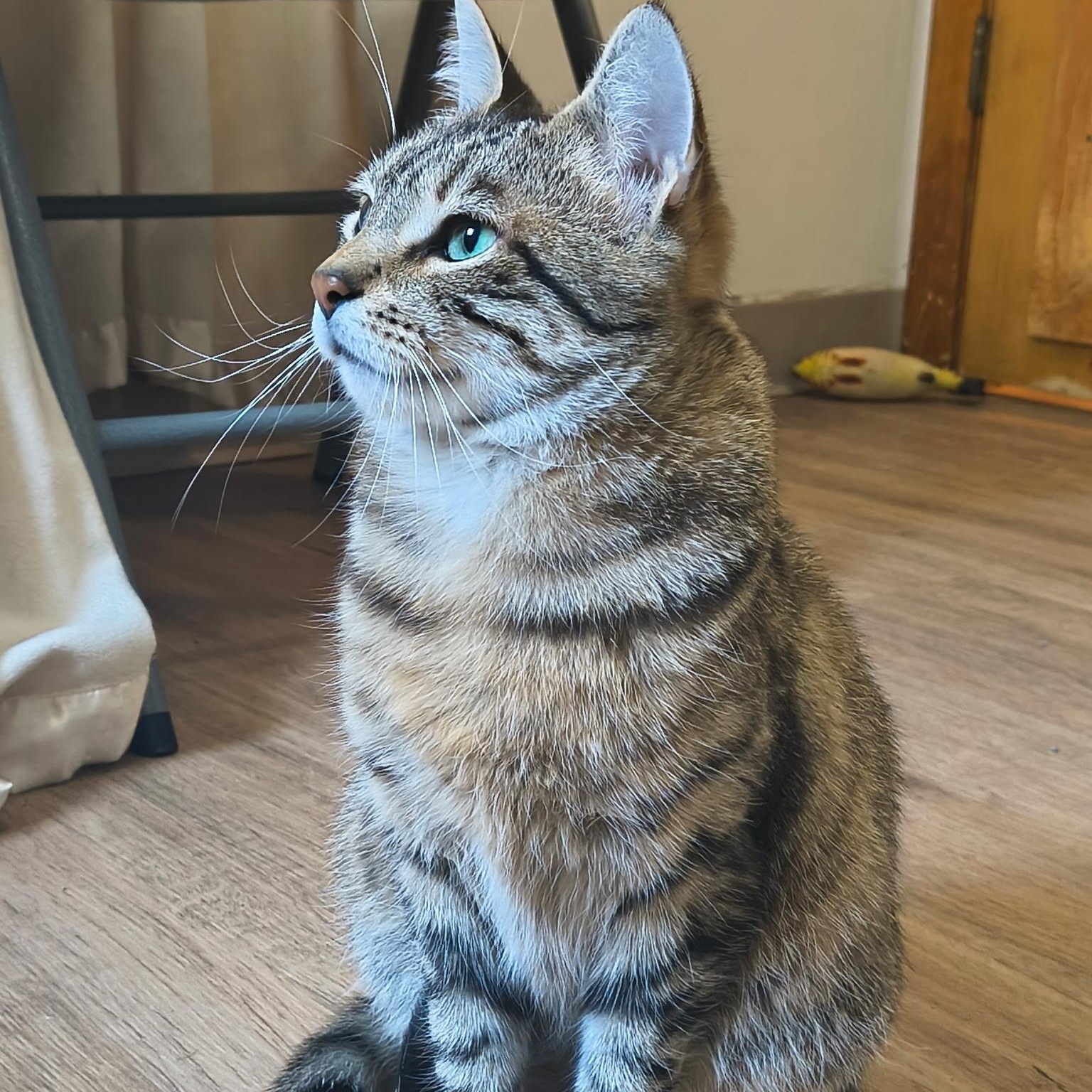 Cassie, Adoptable, Adult Female Domestic Short Hair.