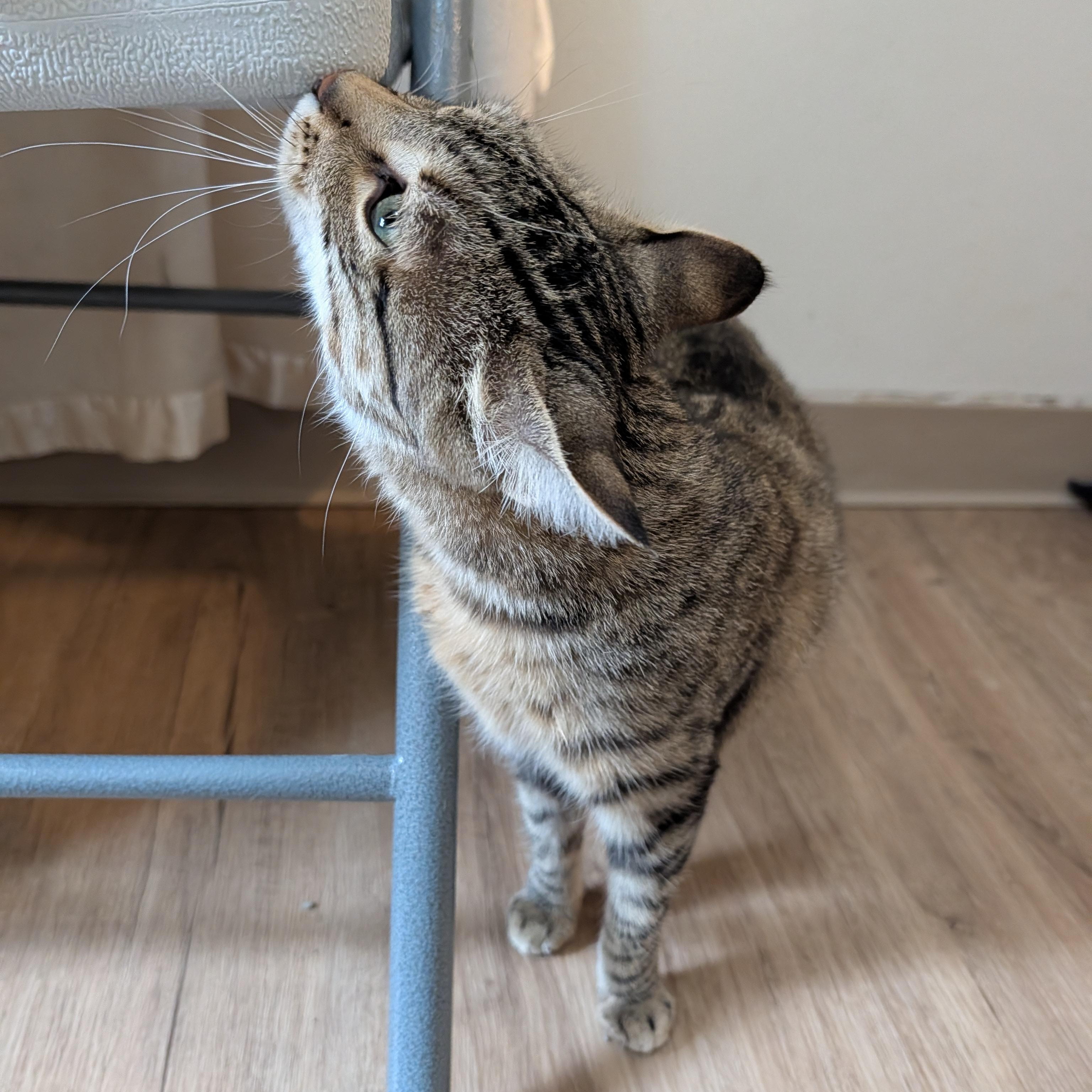 Cassie, a Adoptable Domestic Short Hair in Manistique, MI image 2/2