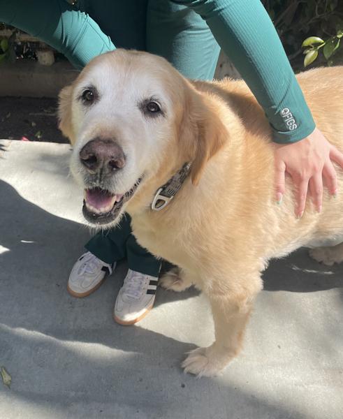 Enlarge Wrigley, a ADOPTABLE Golden Retriever in Los Angeles, CA image 4/6