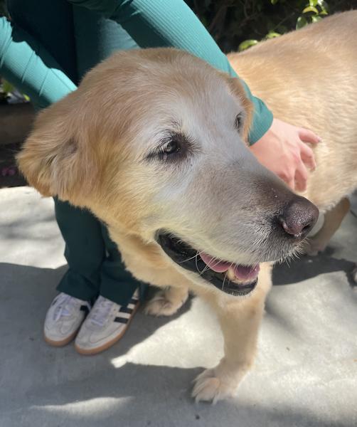 Enlarge Wrigley, a ADOPTABLE Golden Retriever in Los Angeles, CA image 5/6