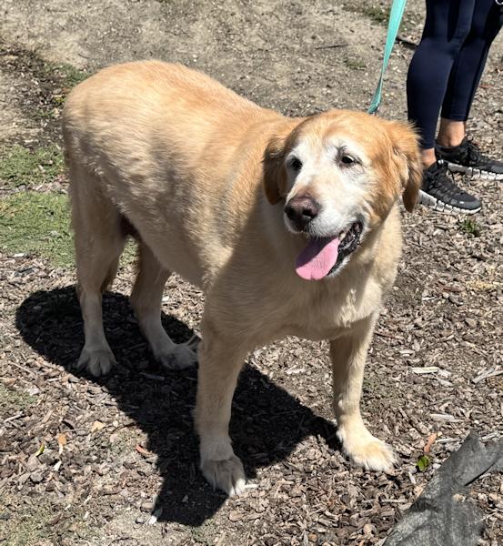 Enlarge Wrigley, a ADOPTABLE Golden Retriever in Los Angeles, CA image 3/6