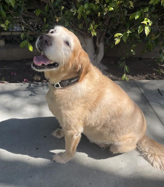 Enlarge Wrigley, a ADOPTABLE Golden Retriever in Los Angeles, CA image 1/6
